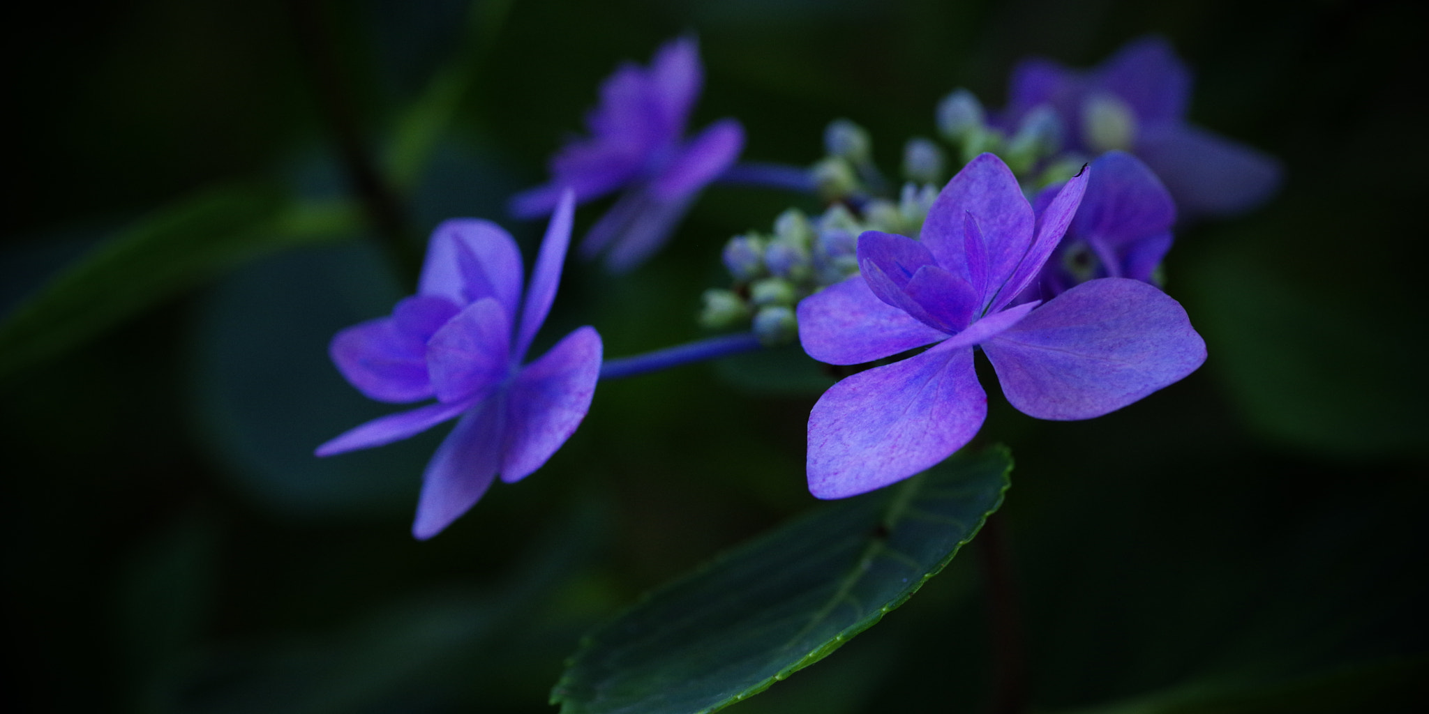 Pentax smc D-FA 100mm F2.8 Macro WR sample photo. Hydrangea photography