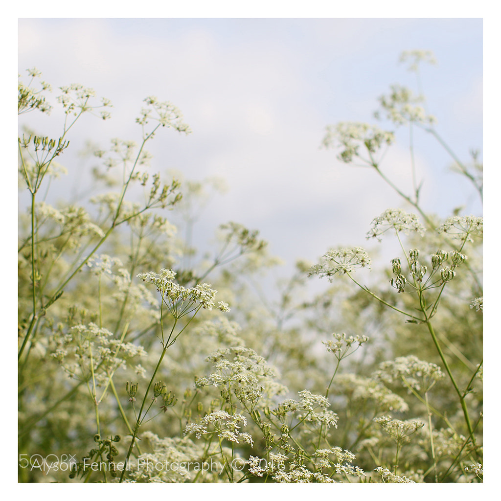 Canon EF 50mm F1.2L USM sample photo. Cow parsley photography