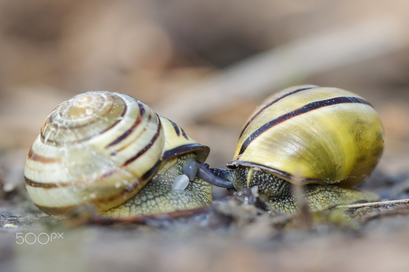 Canon EF 180mm F3.5L Macro USM sample photo. The white-lipped snail (cepaea hortensis) photography