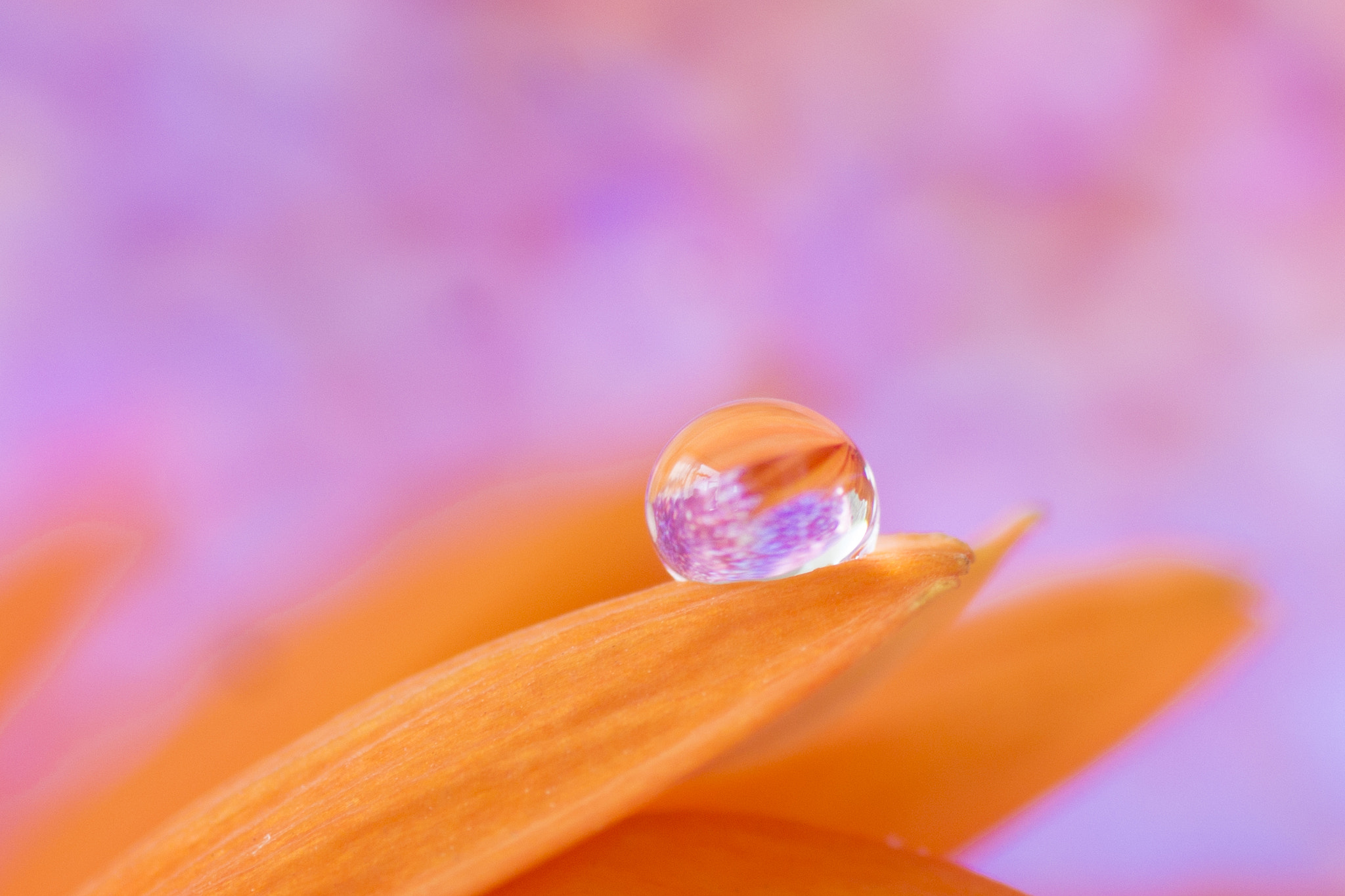 Sony SLT-A77 + Tamron SP AF 90mm F2.8 Di Macro sample photo. Little droplet photography