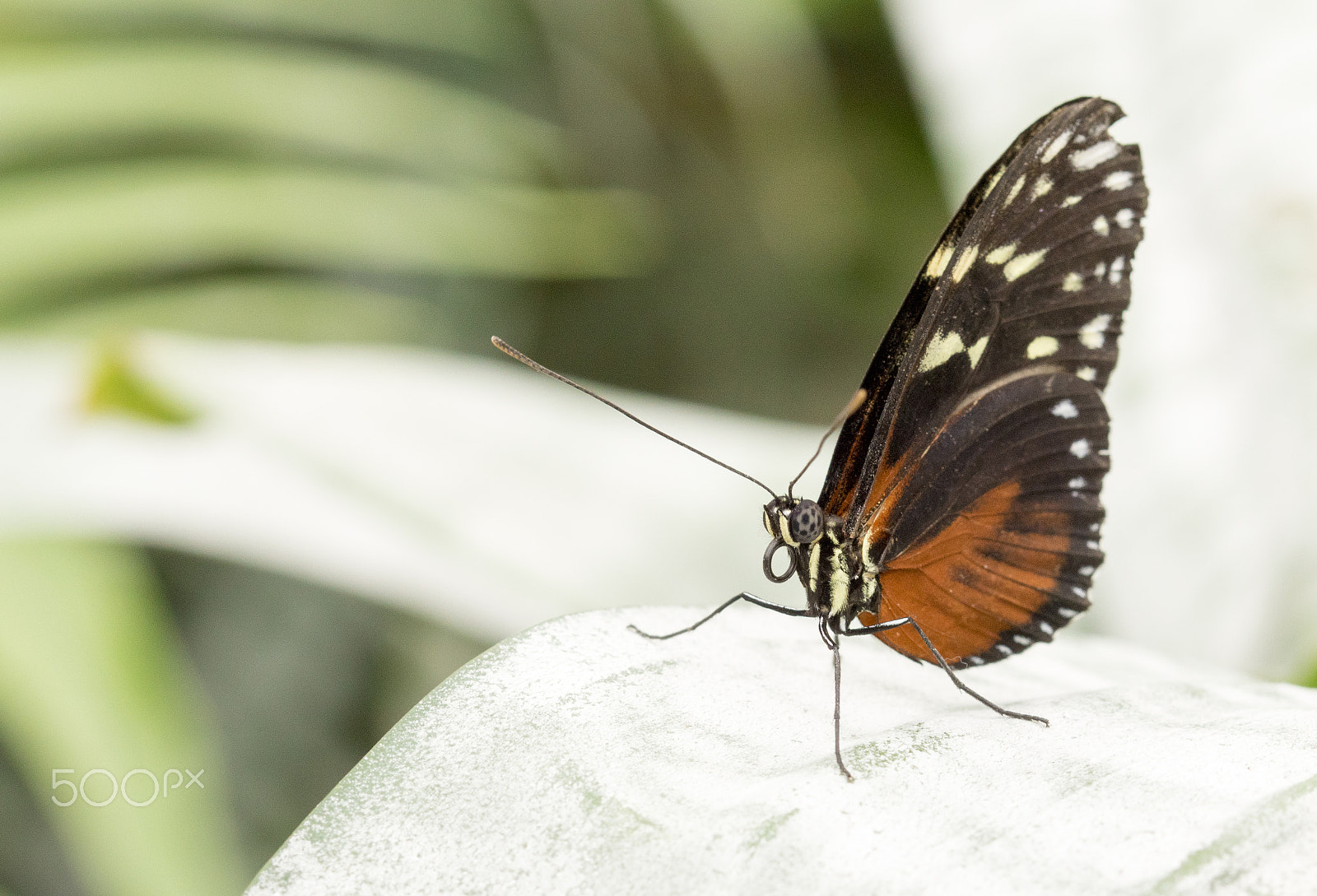Sony ILCA-77M2 + 105mm F2.8 sample photo. Butterfly white leaf photography