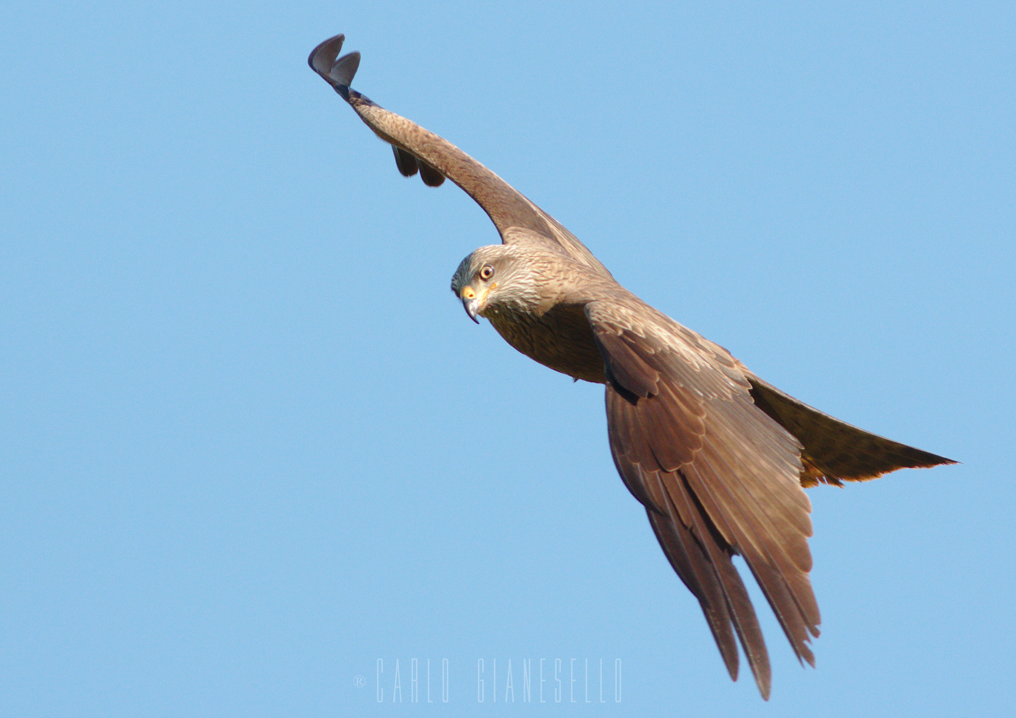 Canon EOS 70D + Canon EF 400mm F5.6L USM sample photo. Turning photography