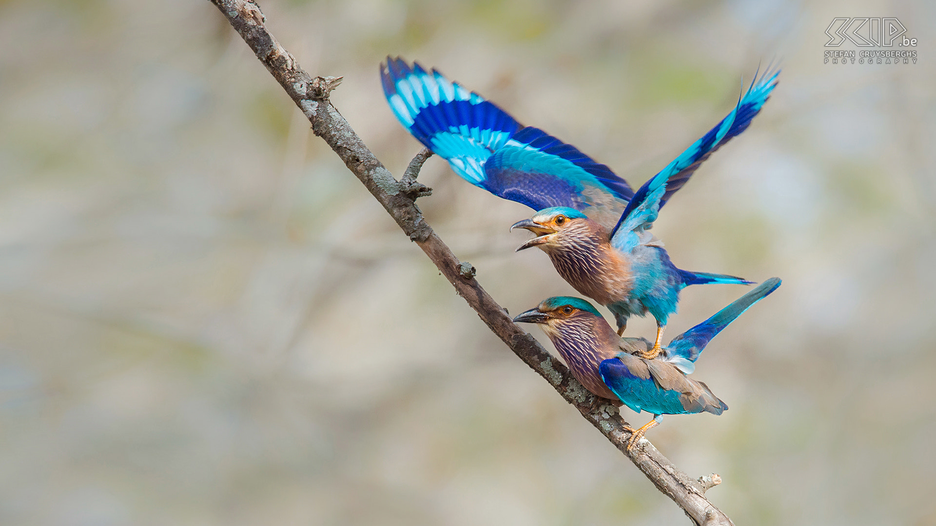 Nikon D610 + Sigma 150-600mm F5-6.3 DG OS HSM | S sample photo. Mating indian rollers photography
