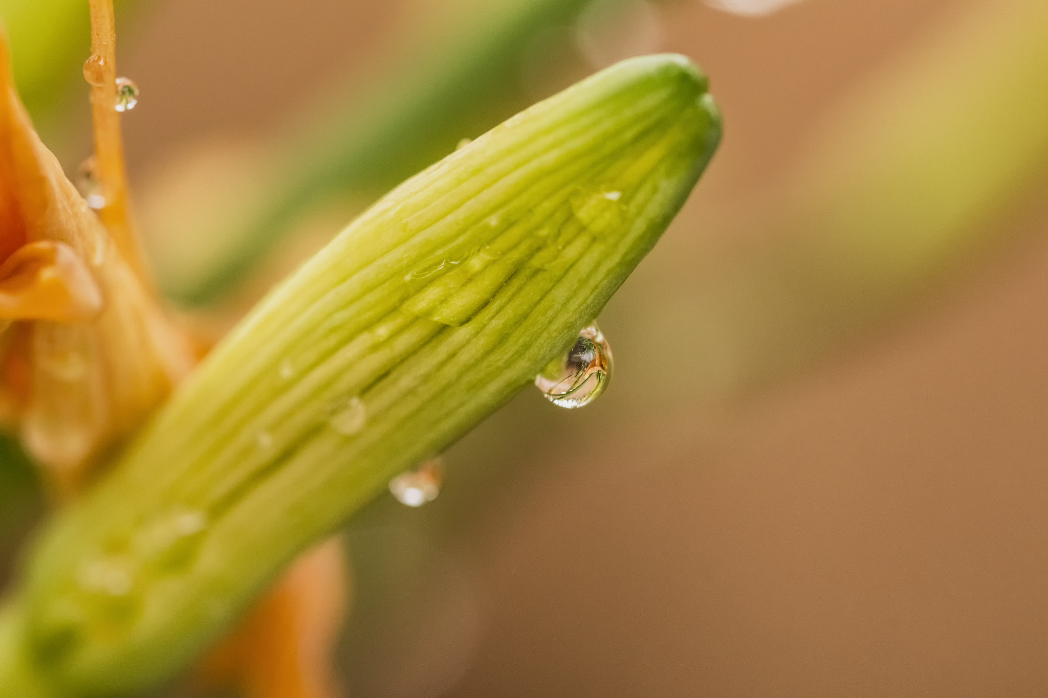 Sigma 105mm F2.8 EX DG OS HSM sample photo. Drop variation photography