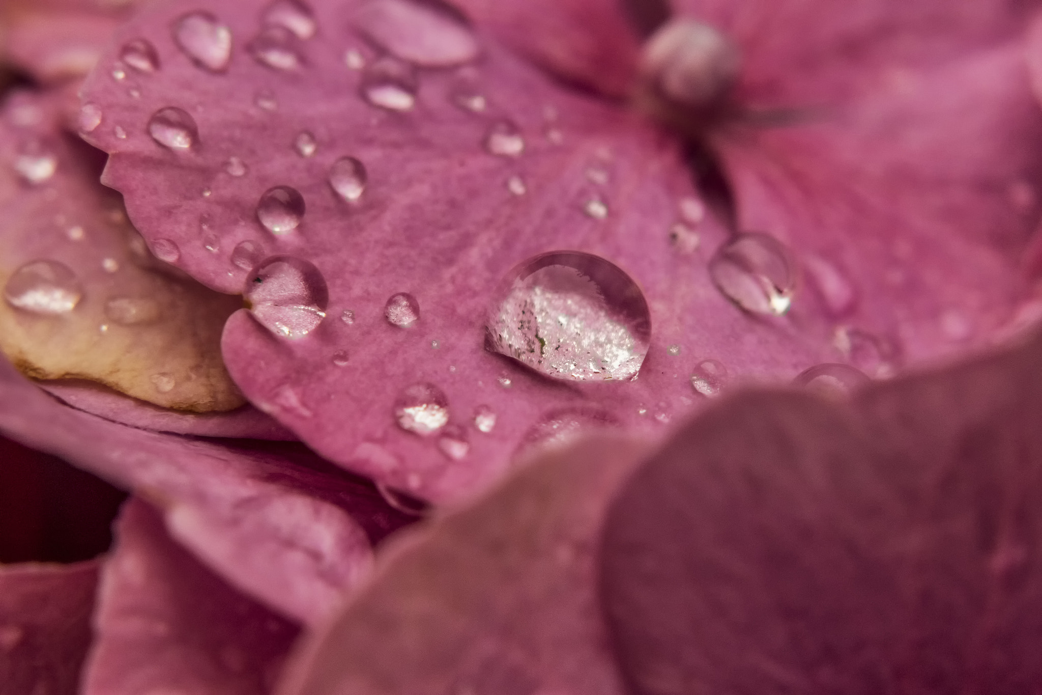 Sigma 105mm F2.8 EX DG OS HSM sample photo. Drop variation 2 photography