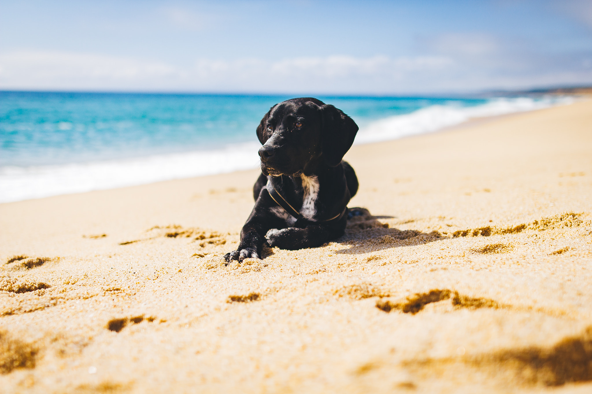 Sigma 24mm F1.4 DG HSM Art sample photo. Summertime for my little dog photography