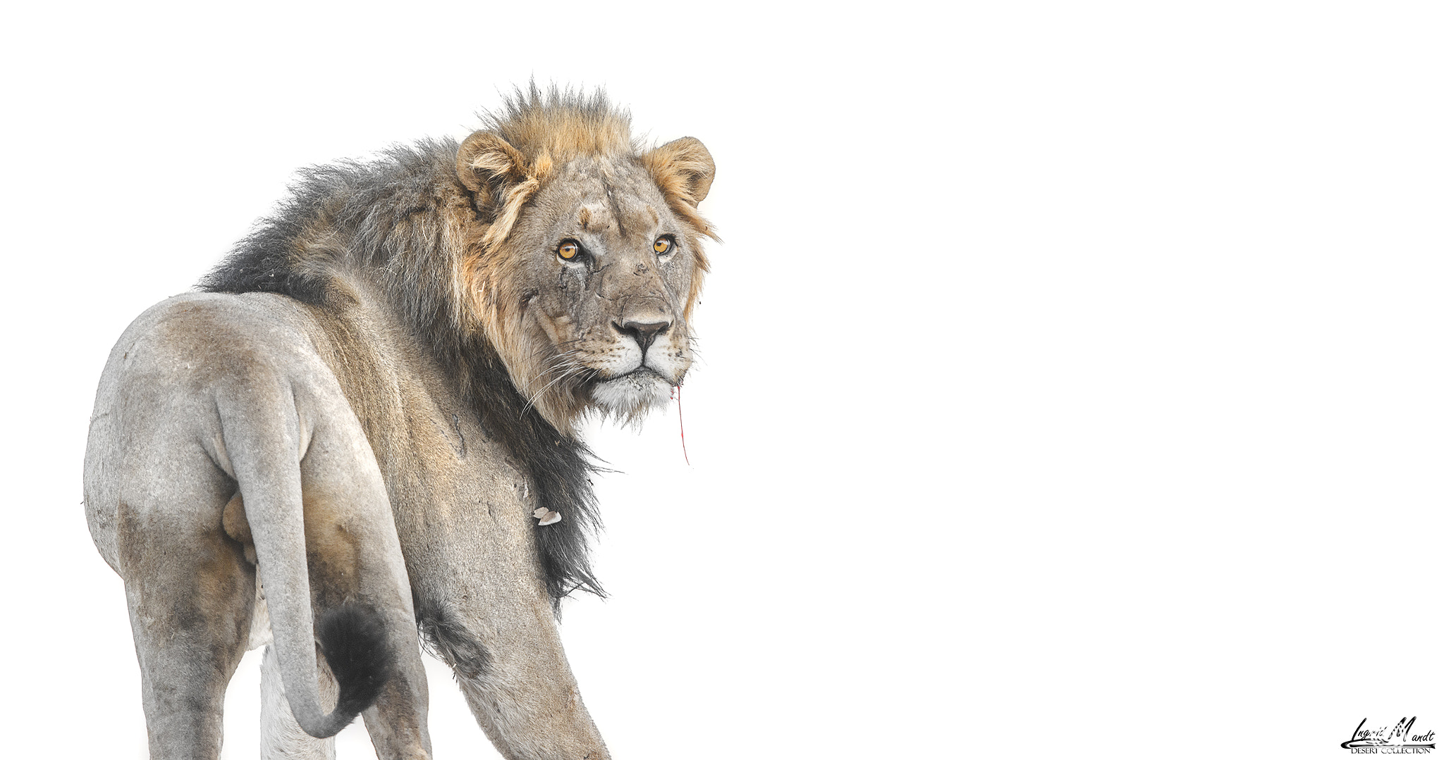 Nikon D800E + Nikon AF-S Nikkor 600mm F4G ED VR sample photo. The king of the namib desert photography