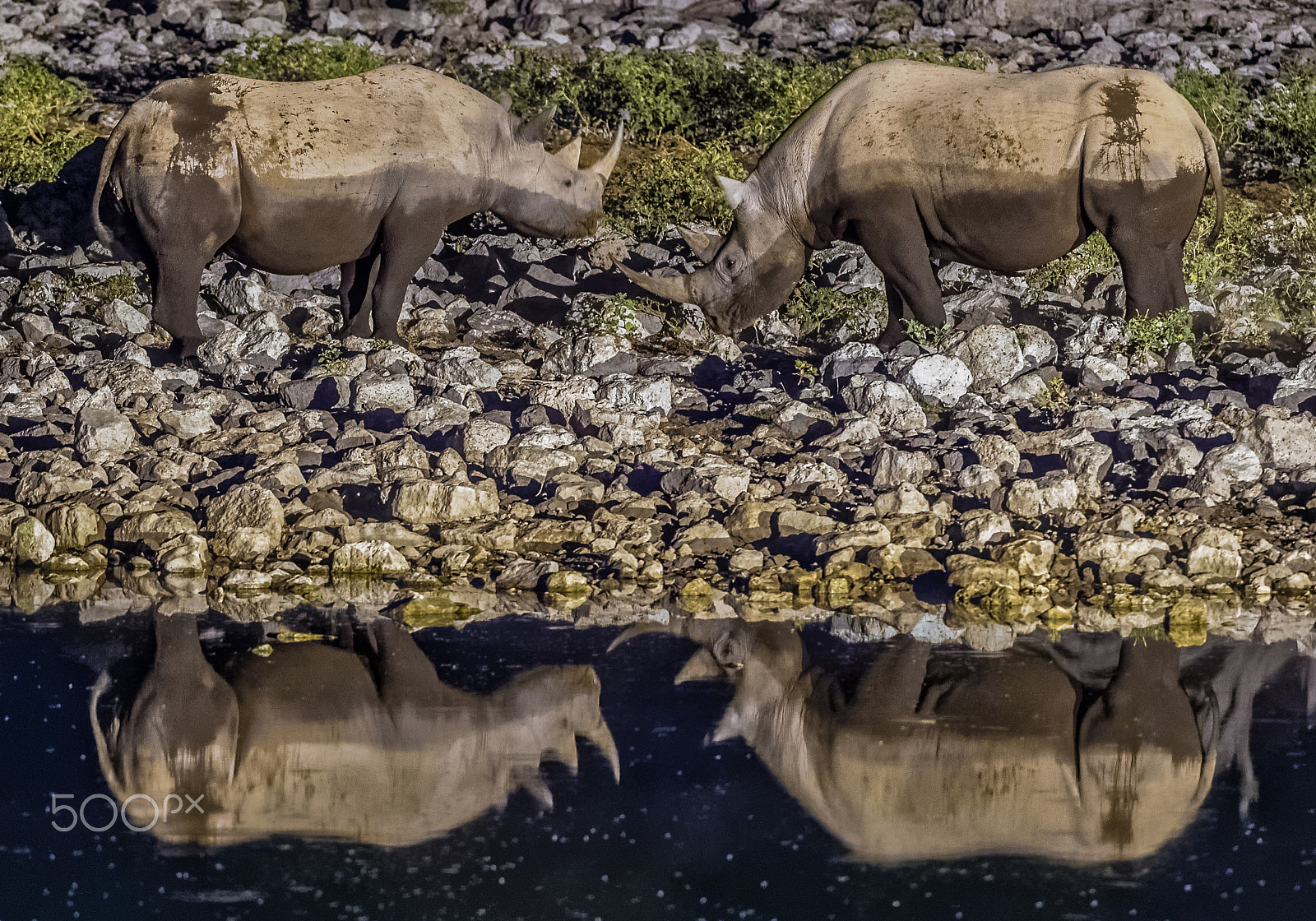 Nikon AF-S Nikkor 200-400mm F4G ED-IF VR sample photo. Rhino quartet photography