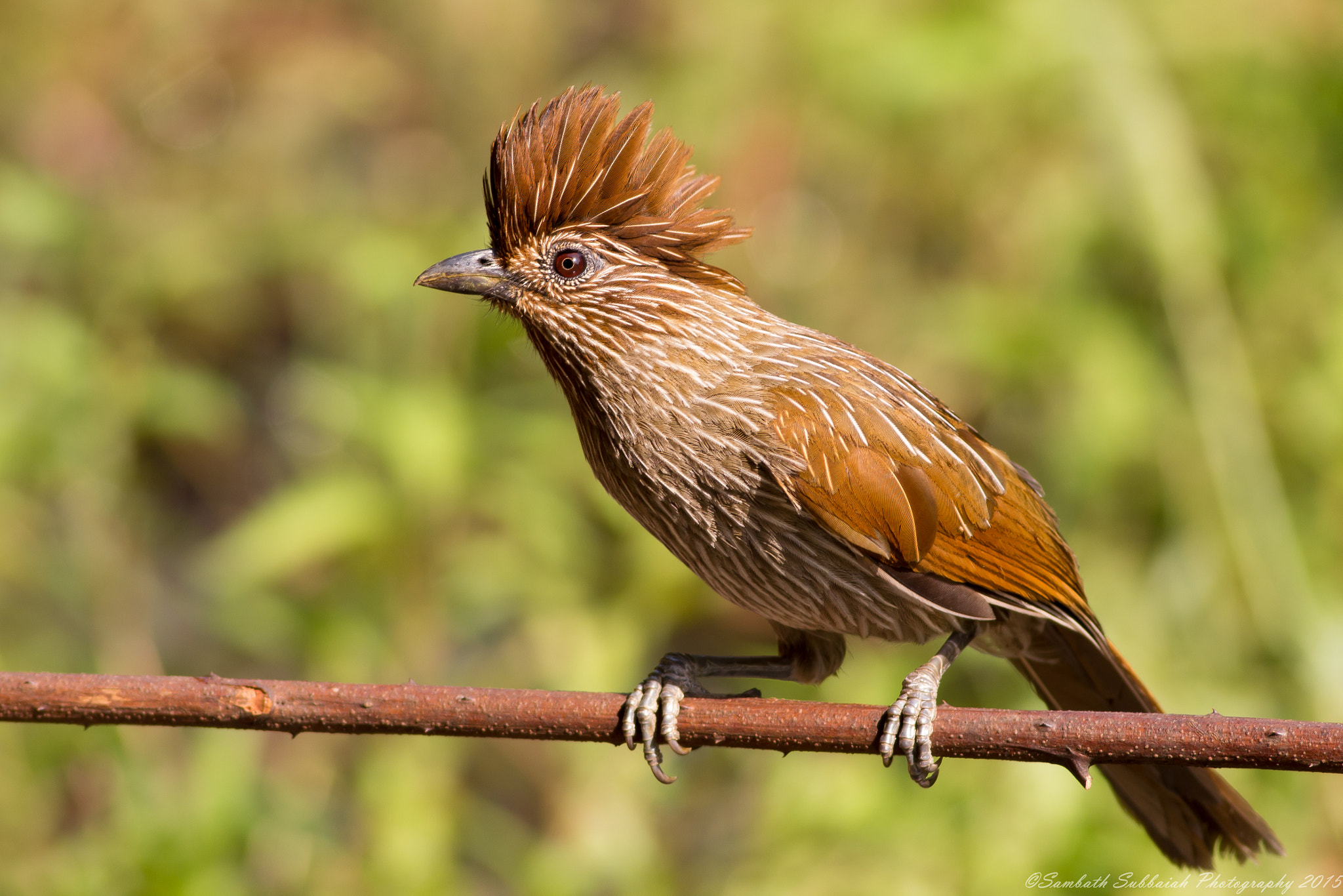 Canon EOS 600D (Rebel EOS T3i / EOS Kiss X5) + Canon EF 400mm F5.6L USM sample photo. Striated laughingthrush photography
