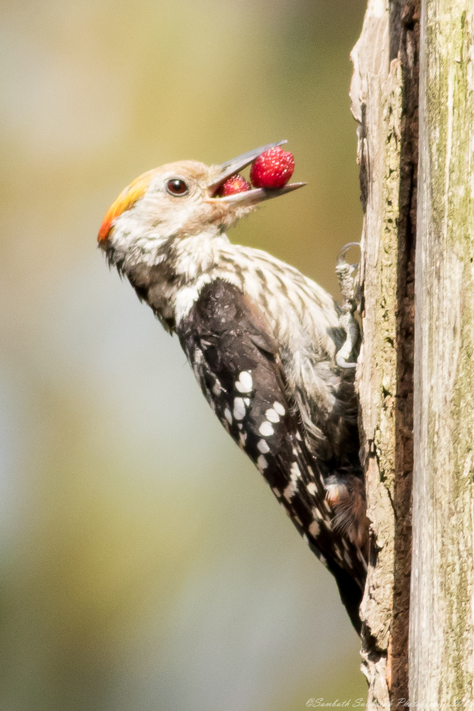 Canon EOS 7D Mark II + Canon EF 400mm F5.6L USM sample photo. Brown fronted woodpecker photography