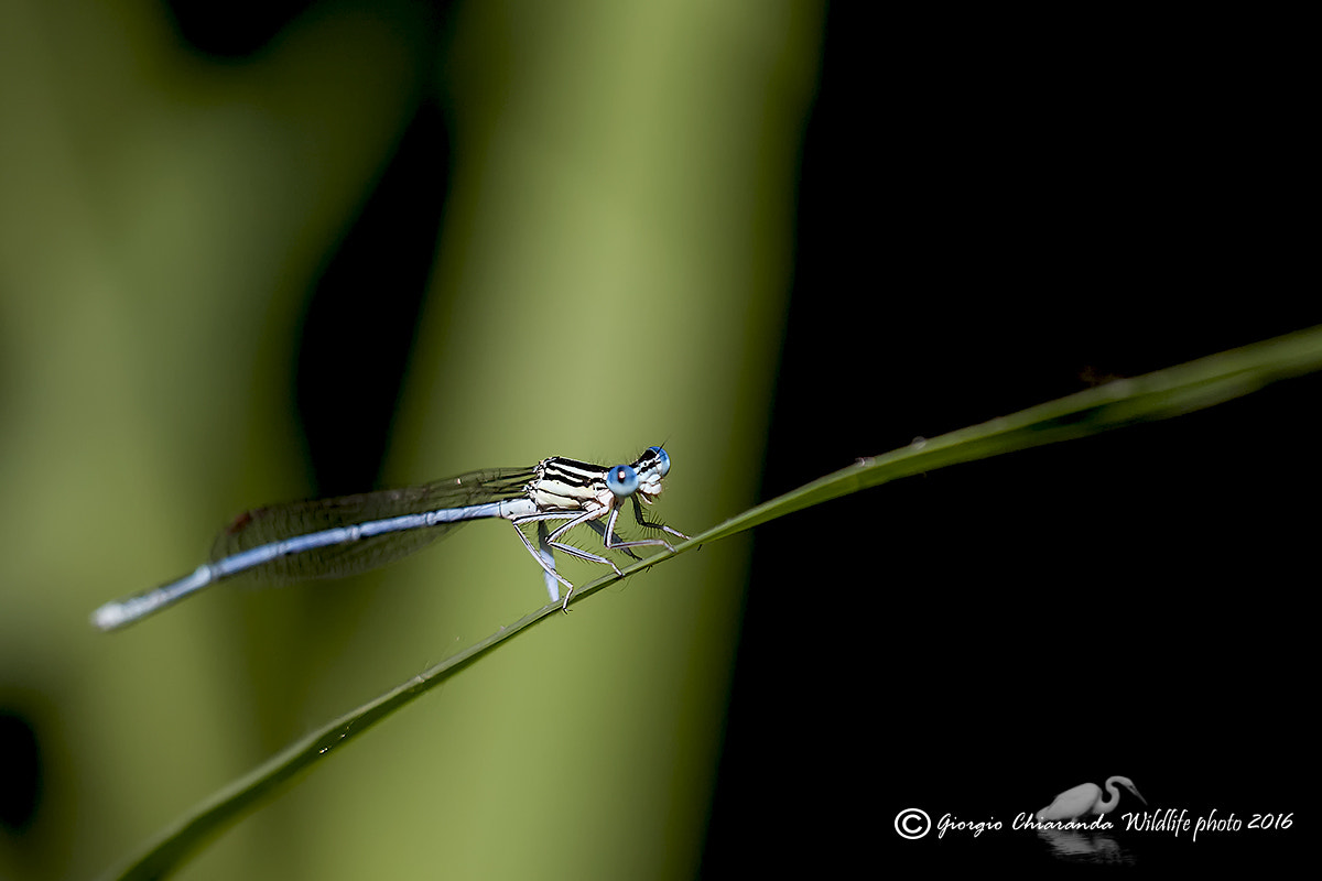 Sigma APO Macro 150mm f/2.8 EX DG HSM sample photo. Platycnemis pennipes m photography