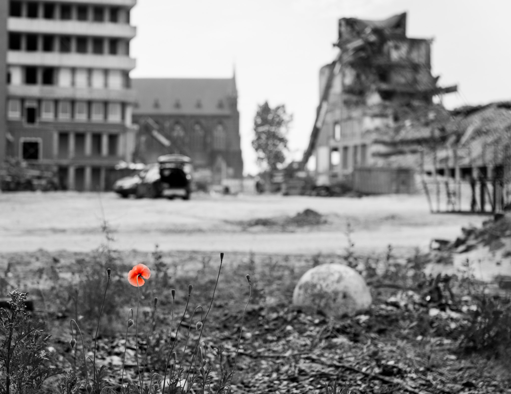 Sigma 30mm F1.4 EX DC HSM sample photo. Poppies at a demolition site photography