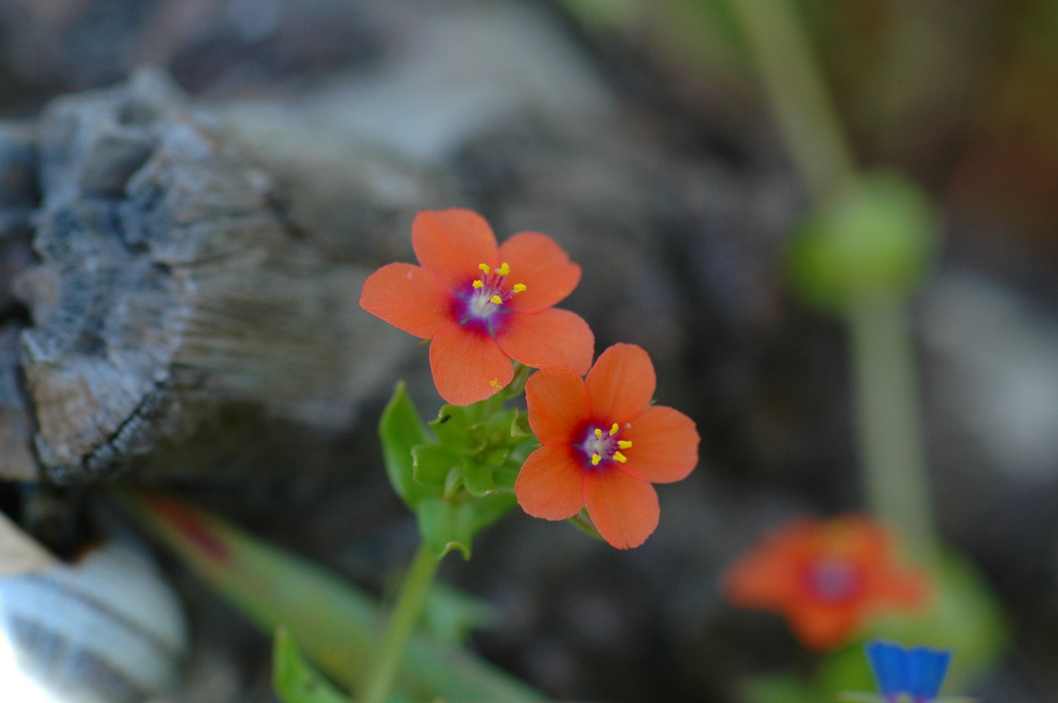 Nikon D70s + Sigma Macro 90mm F2.8 sample photo. A photography