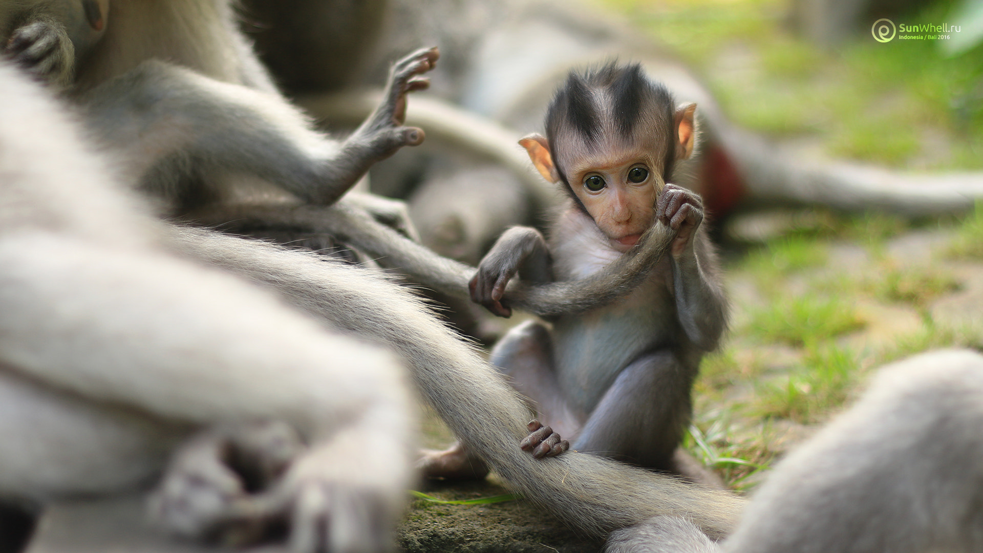 Monkey life