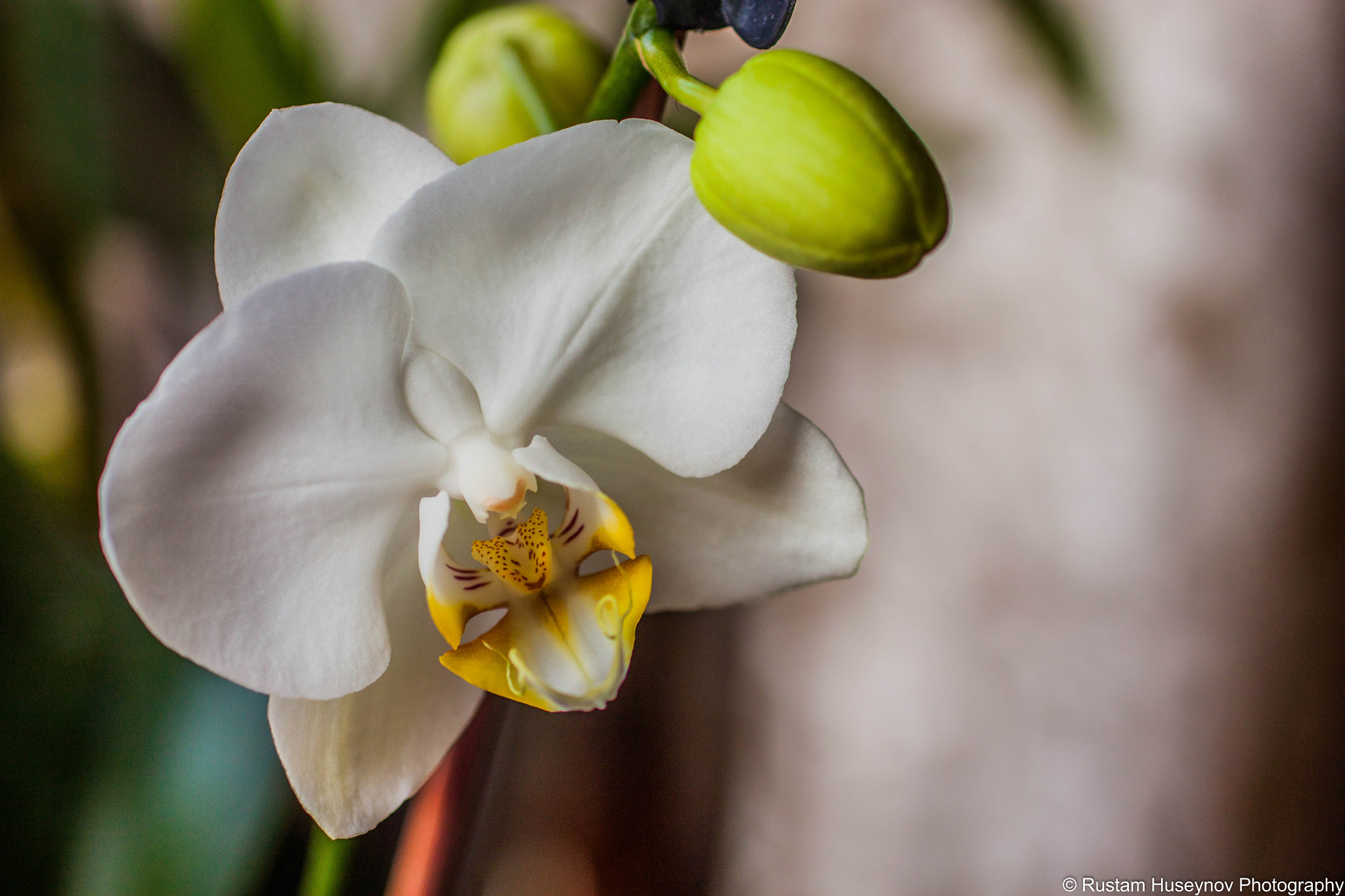 Sigma 50mm F1.4 EX DG HSM sample photo. White orchid photography