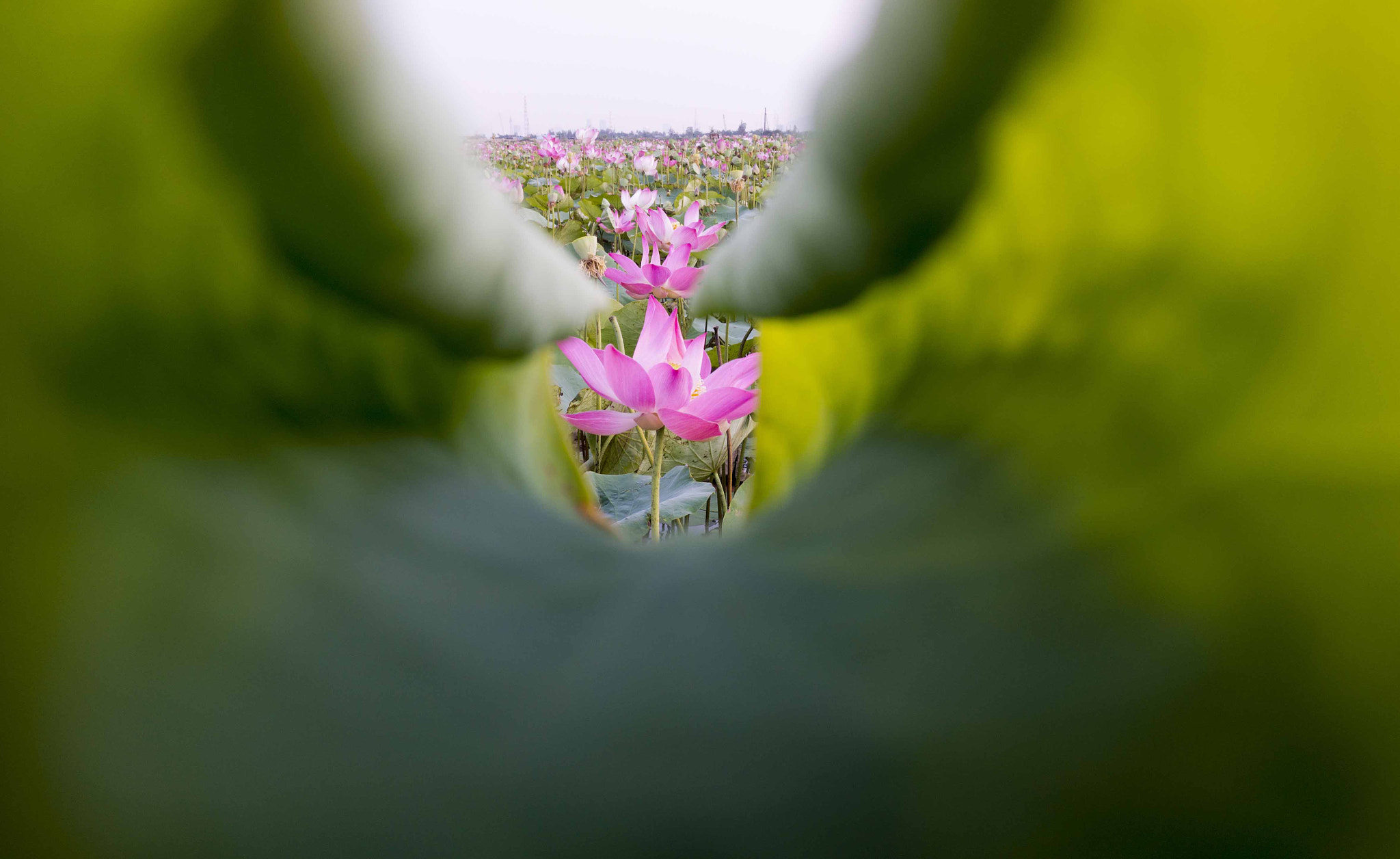 Sony Alpha NEX-7 sample photo. ( ) photography