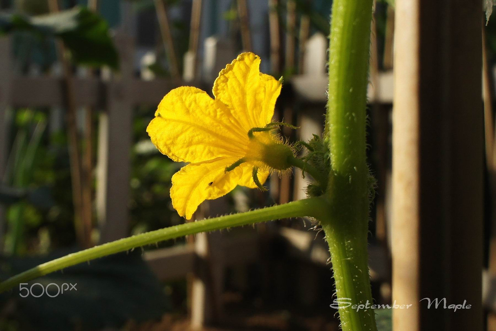 Sony NEX-5C sample photo. 迎接太阳 photography