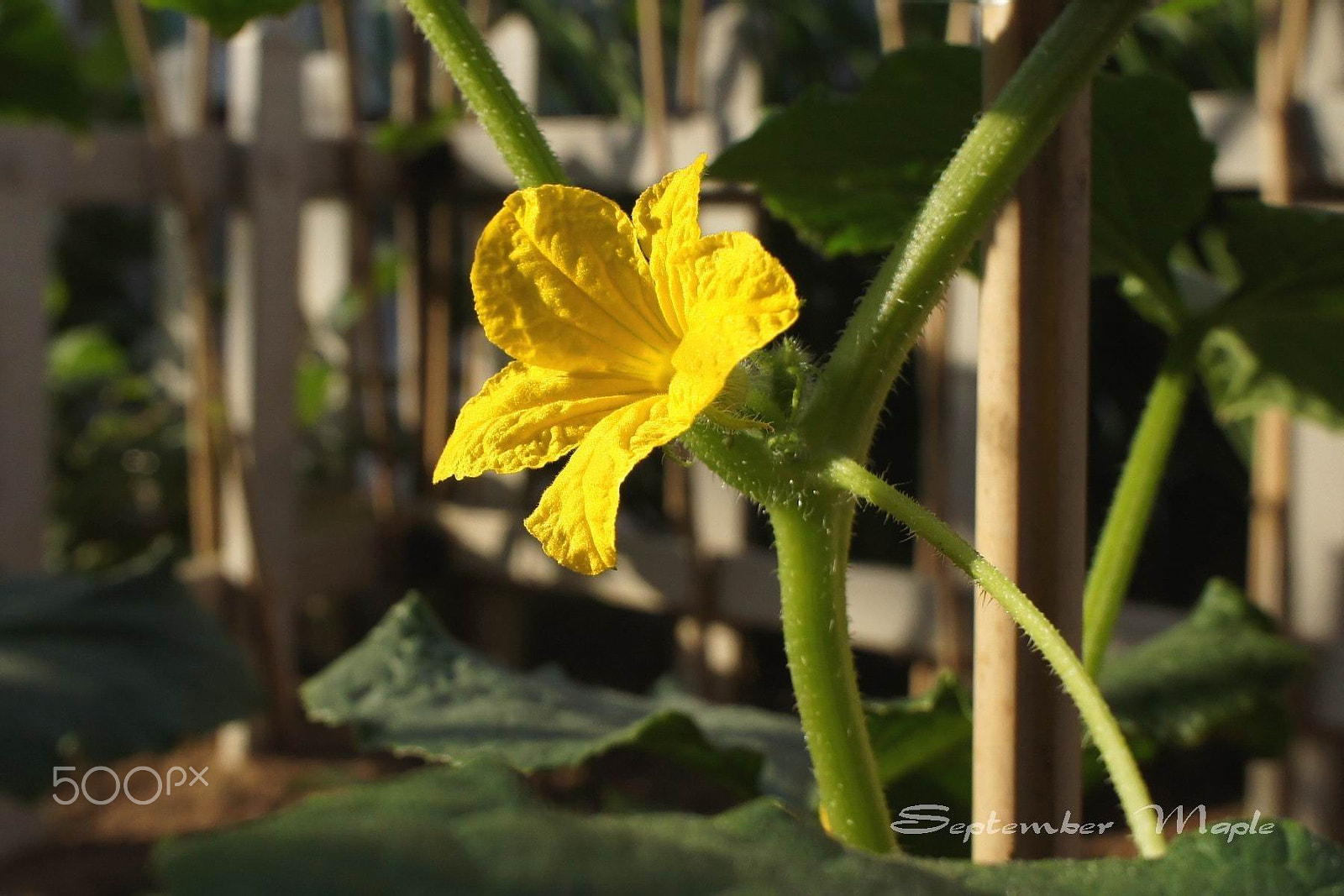 Sony NEX-5C sample photo. 黄瓜花 photography