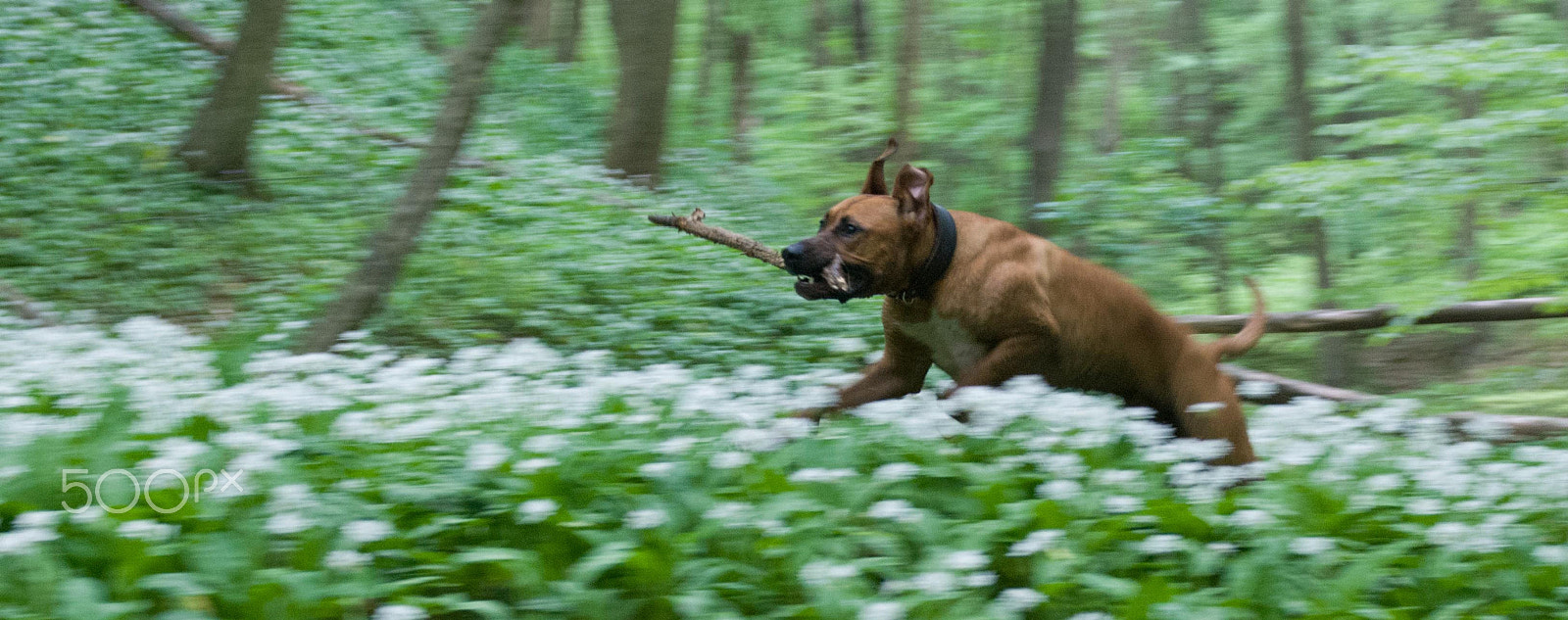 Nikon D80 + AF Zoom-Nikkor 24-50mm f/3.3-4.5 sample photo. Happiness in the woods photography