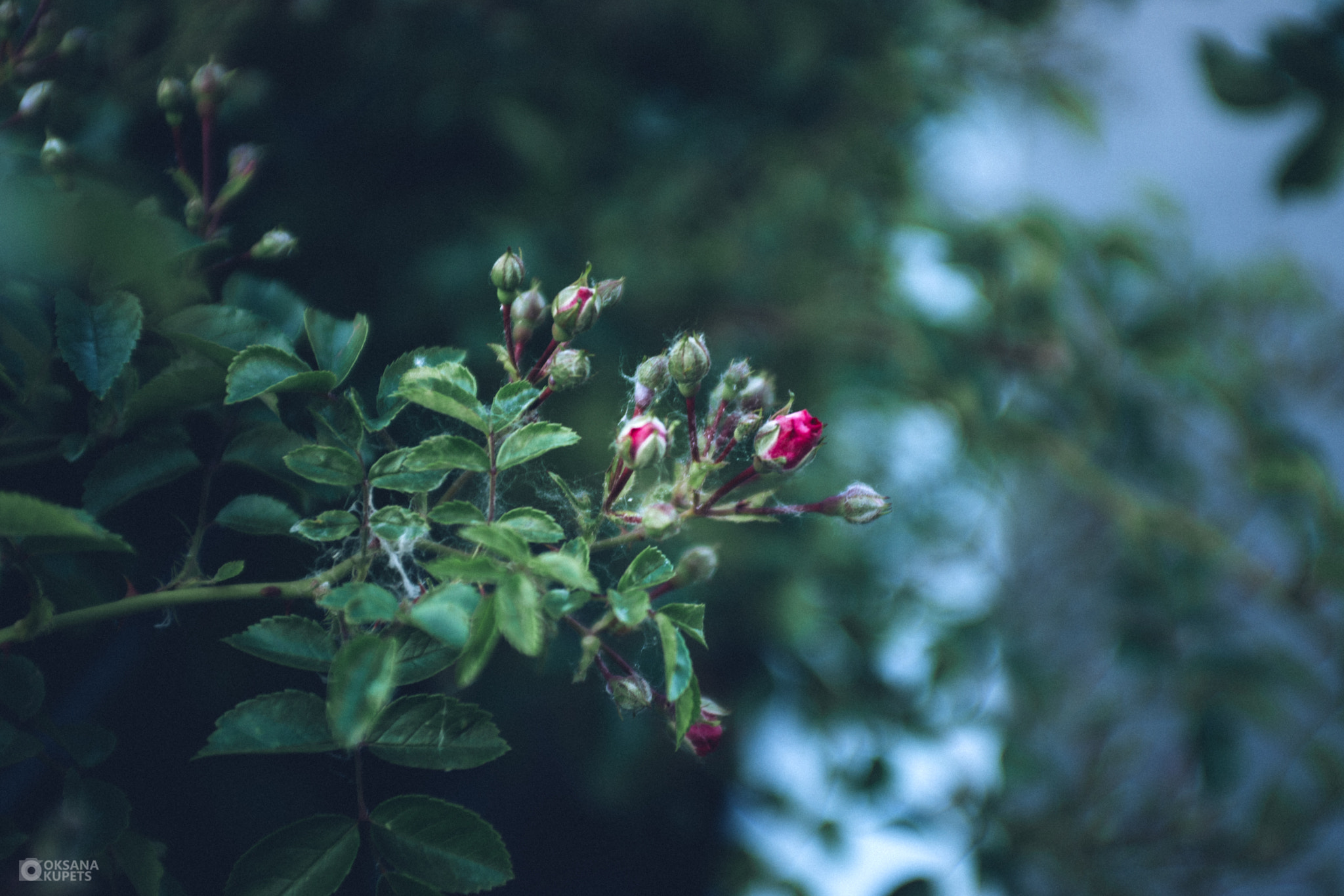 Nikon D600 + AF Zoom-Nikkor 35-70mm f/2.8D sample photo. Little rose.jpg photography
