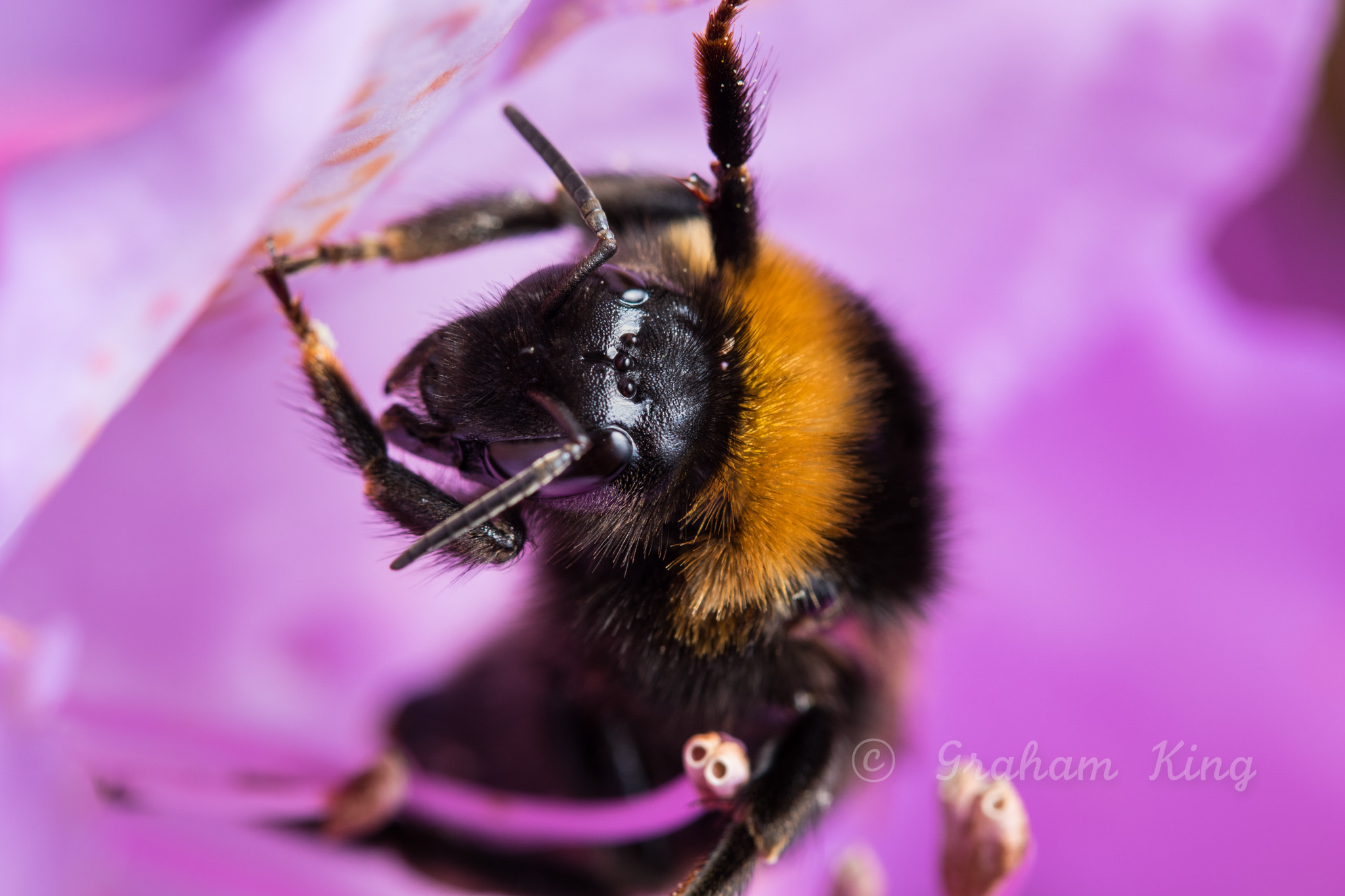 Canon EF-S 60mm F2.8 Macro USM sample photo. Bee at rest photography