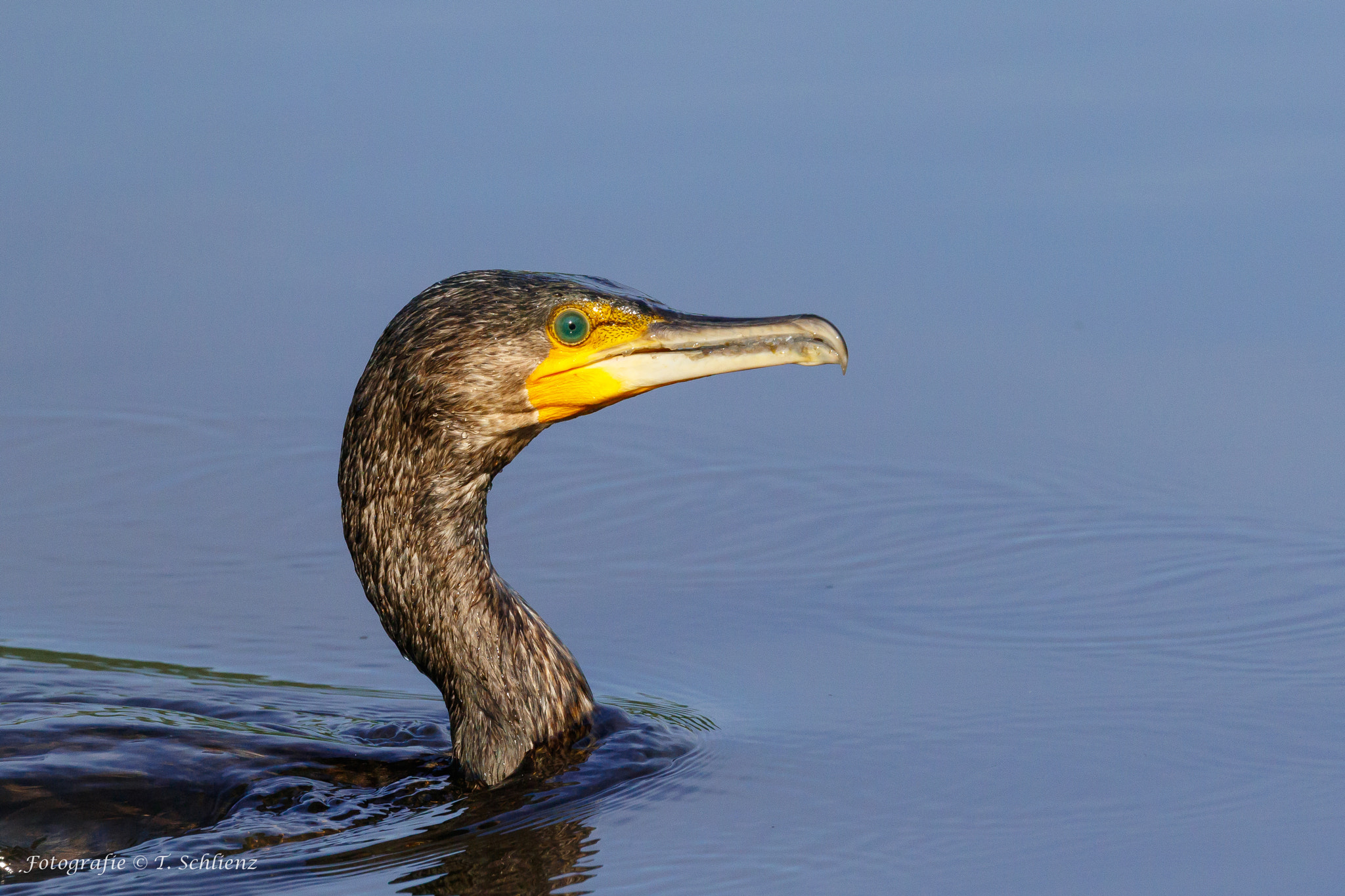 Canon EF 100-400mm F4.5-5.6L IS II USM sample photo. ..great cormorant.. photography