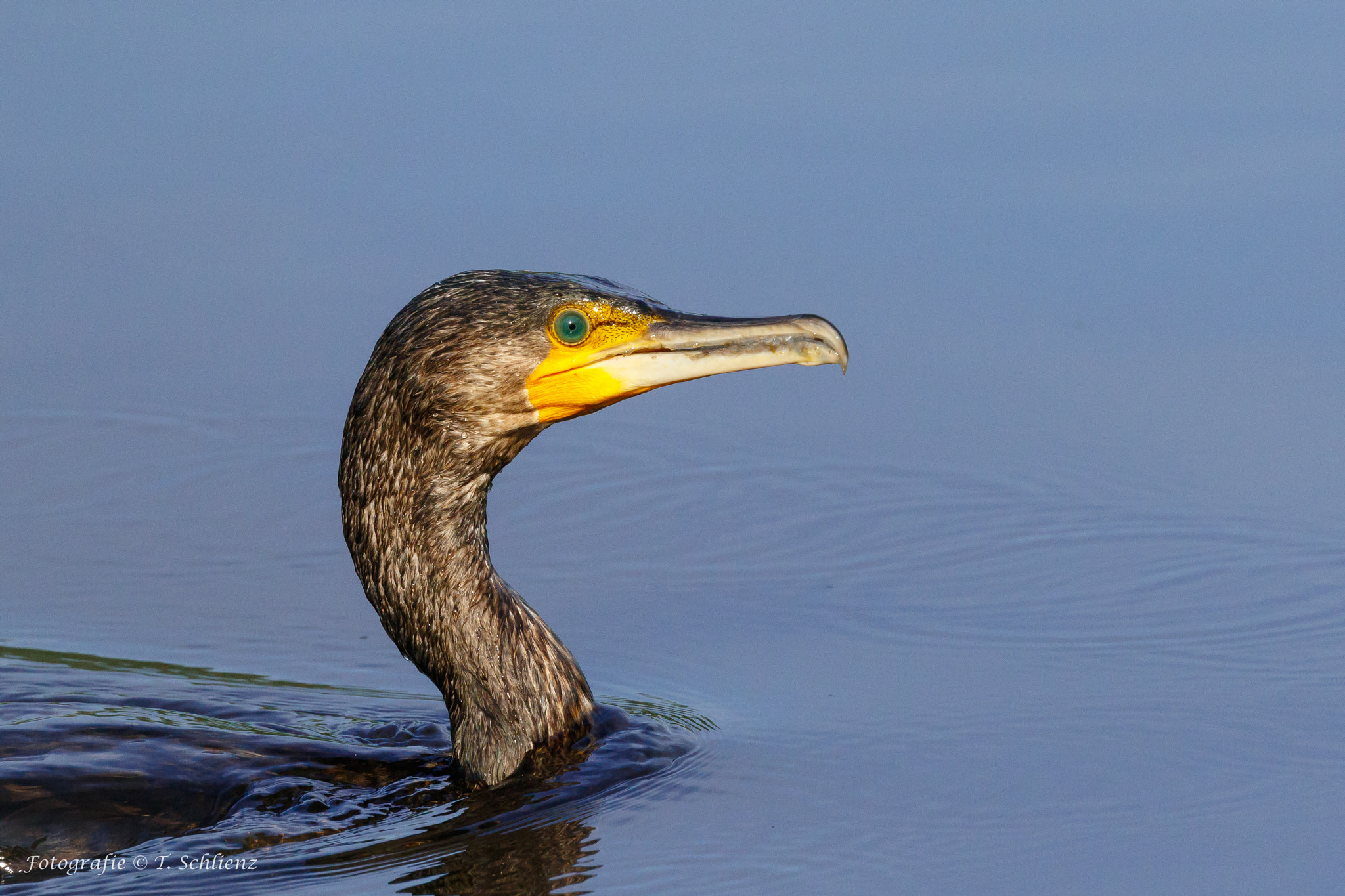 Canon EOS 7D Mark II sample photo. ..great cormorant.. photography