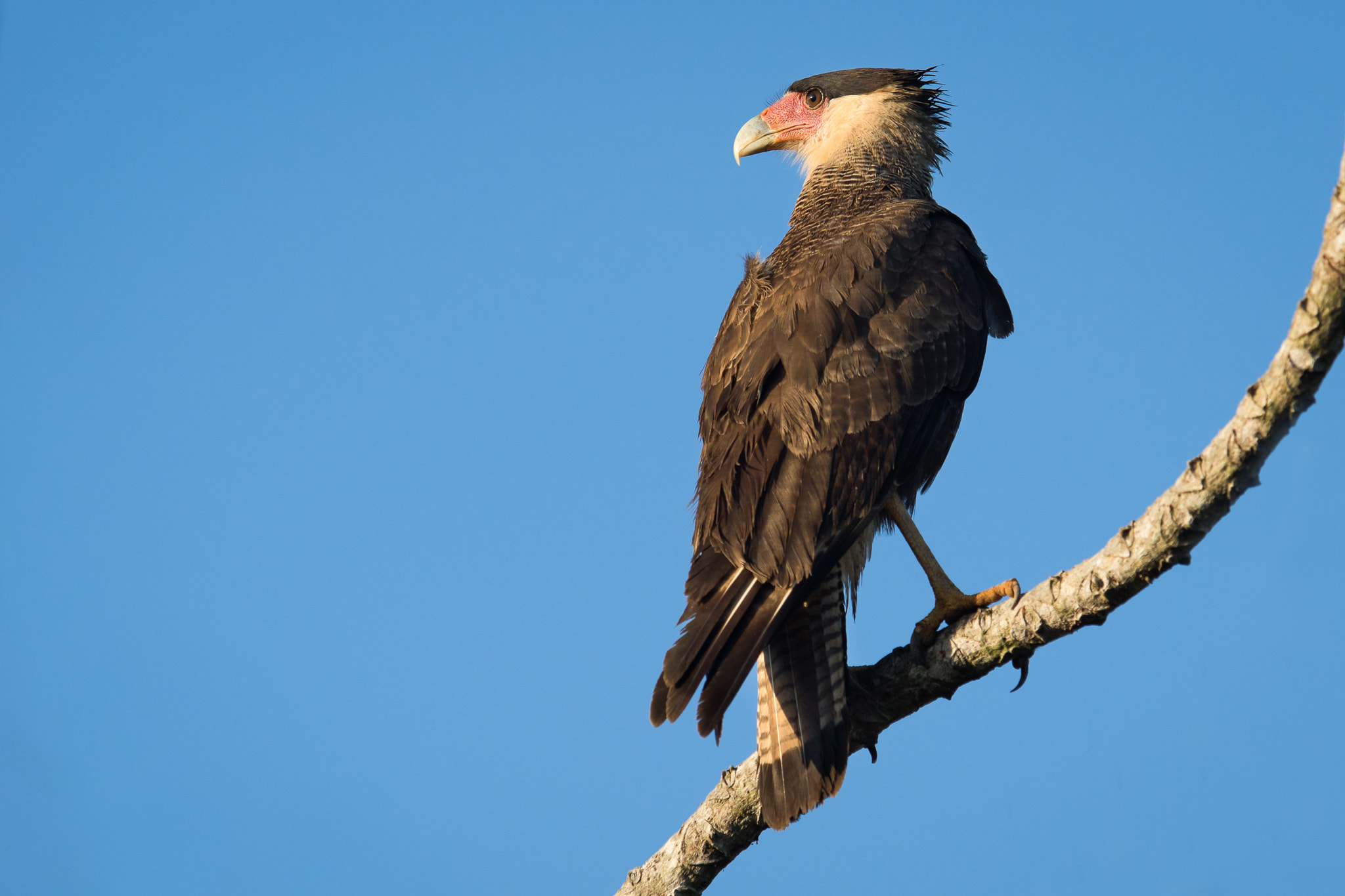 300mm F2.8 G sample photo. Southern crested caracara photography