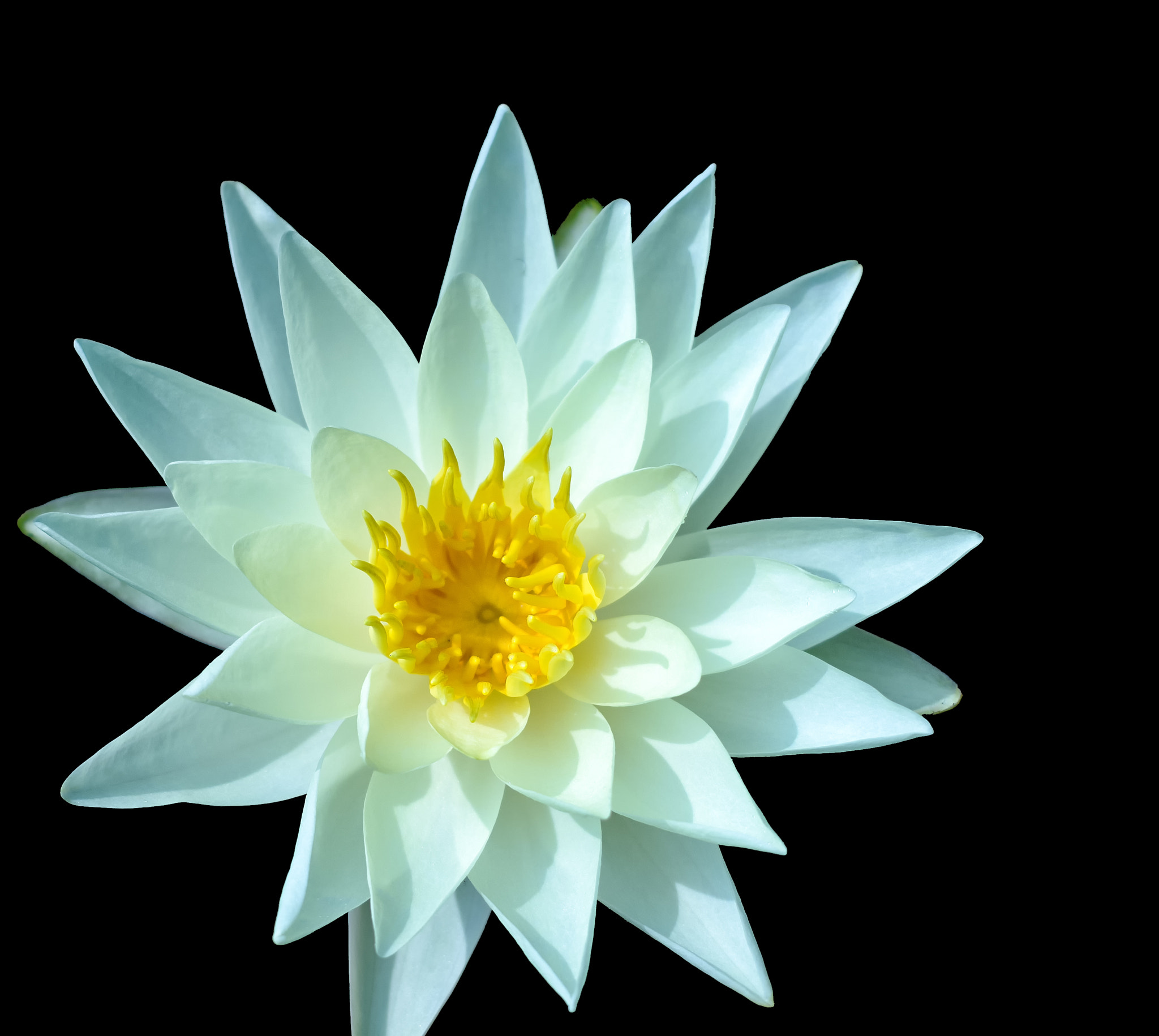 Canon EF 40mm F2.8 STM sample photo. Lotus photography