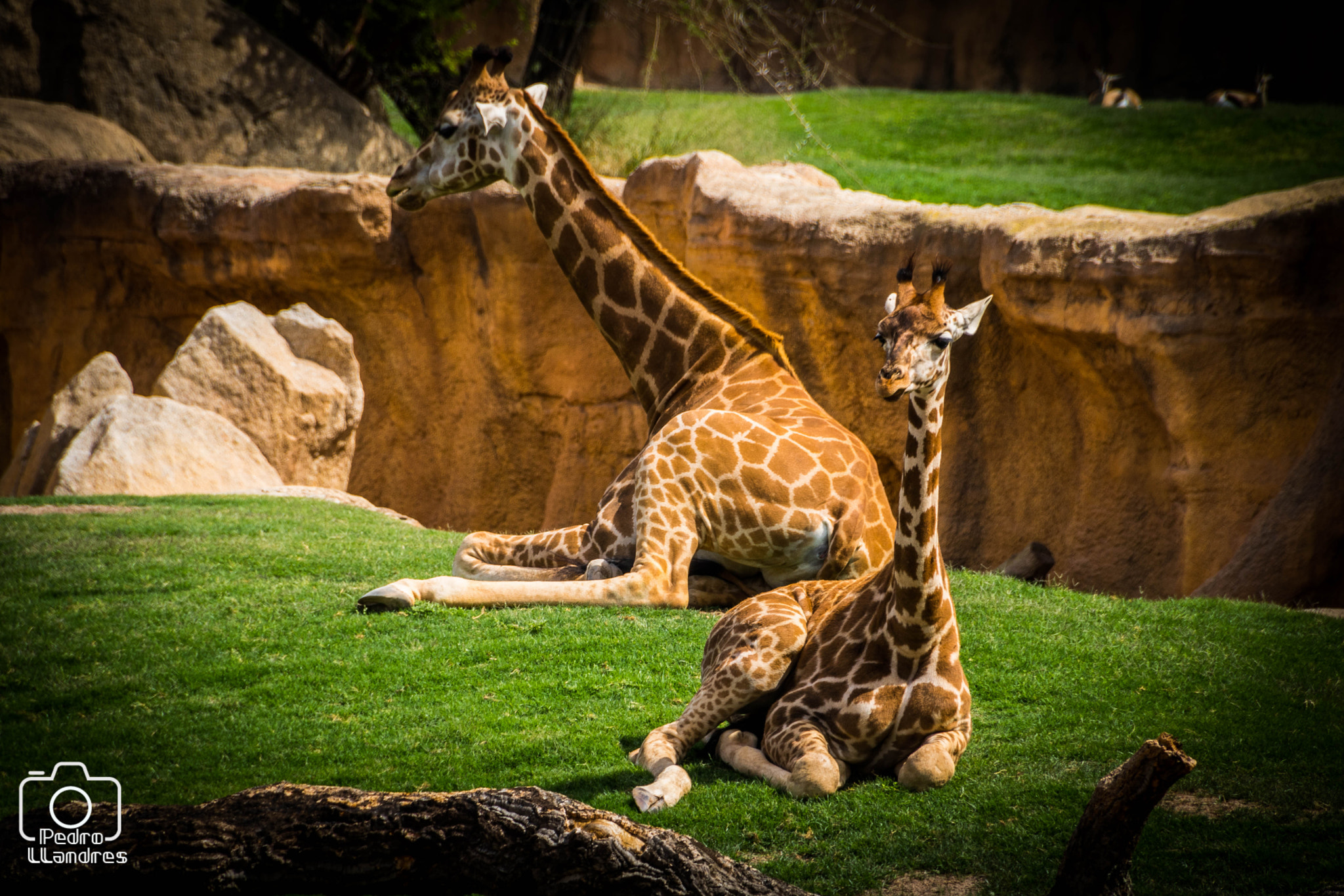 Canon EOS 760D (EOS Rebel T6s / EOS 8000D) sample photo. Bioparc photography