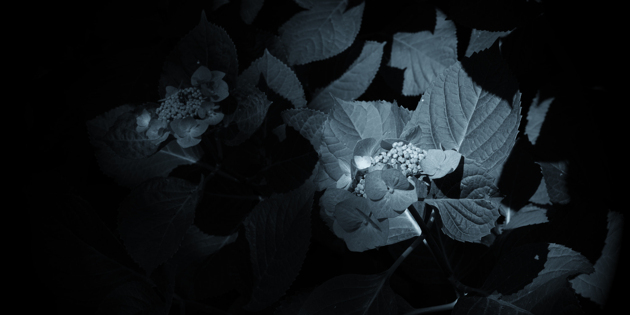 Pentax K-1 sample photo. Hydrangea photography