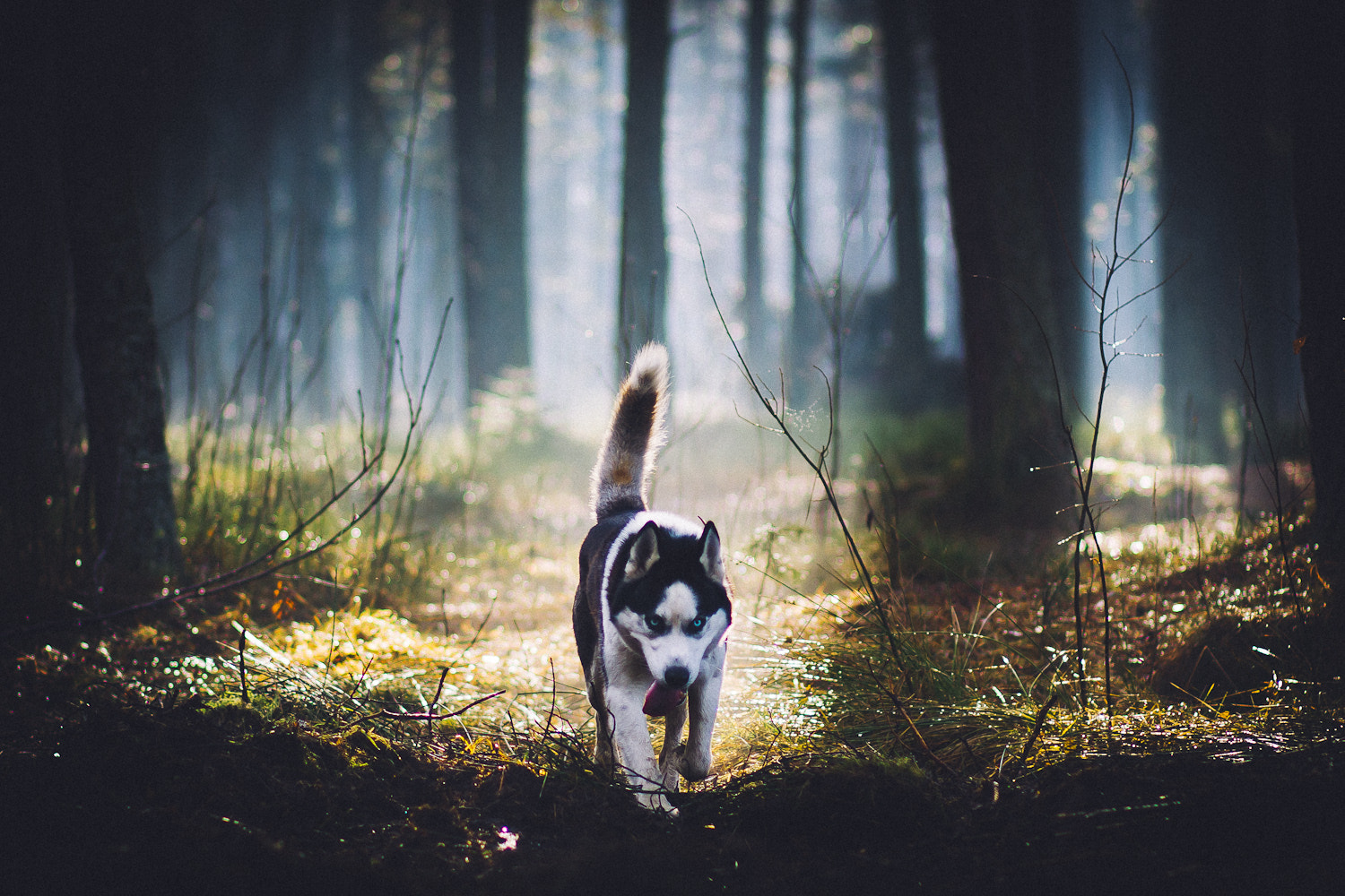 Canon EOS 40D + Canon EF 85mm F1.8 USM sample photo. Husky photography