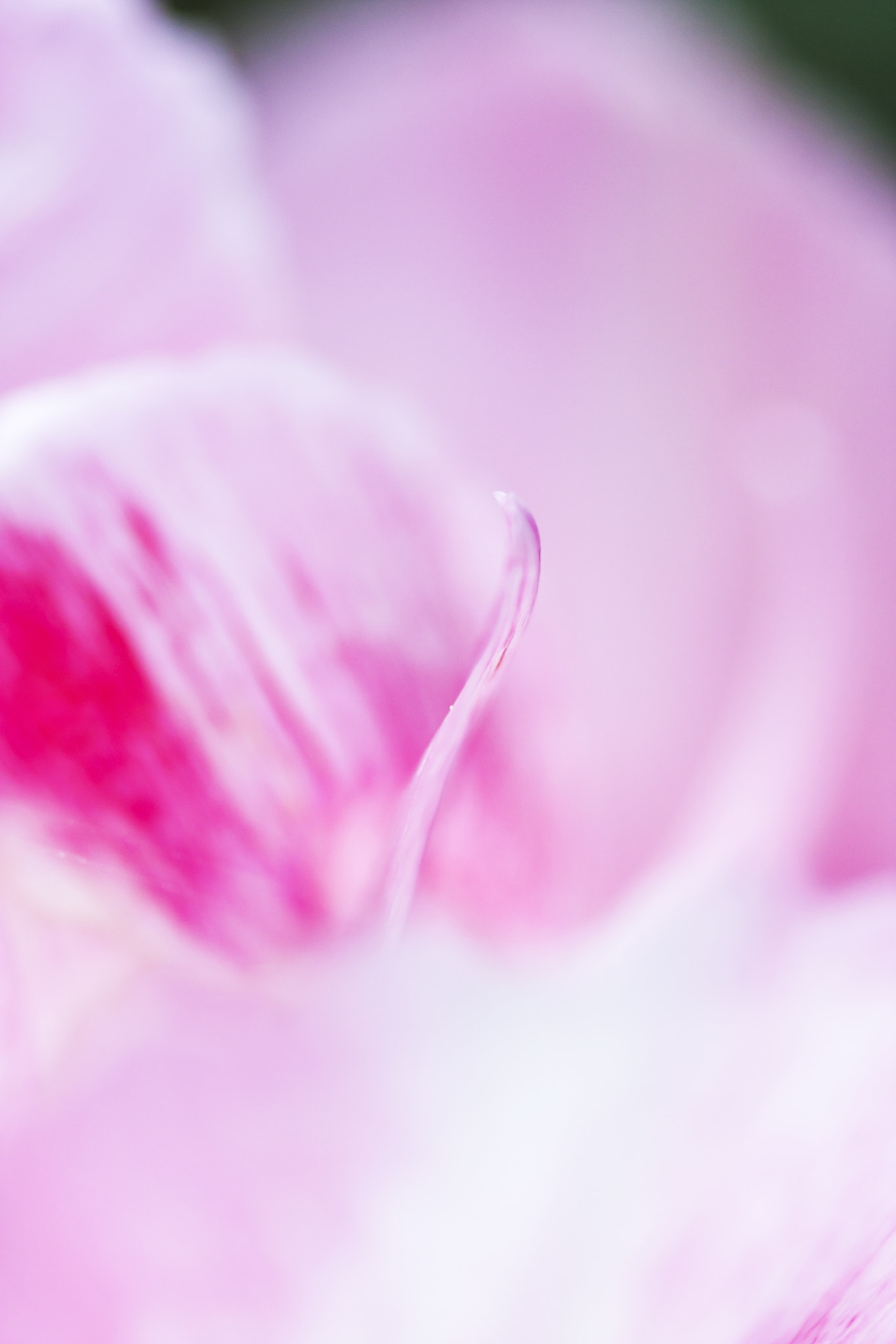 Canon EF 100mm F2.8 Macro USM sample photo. Pink petals photography