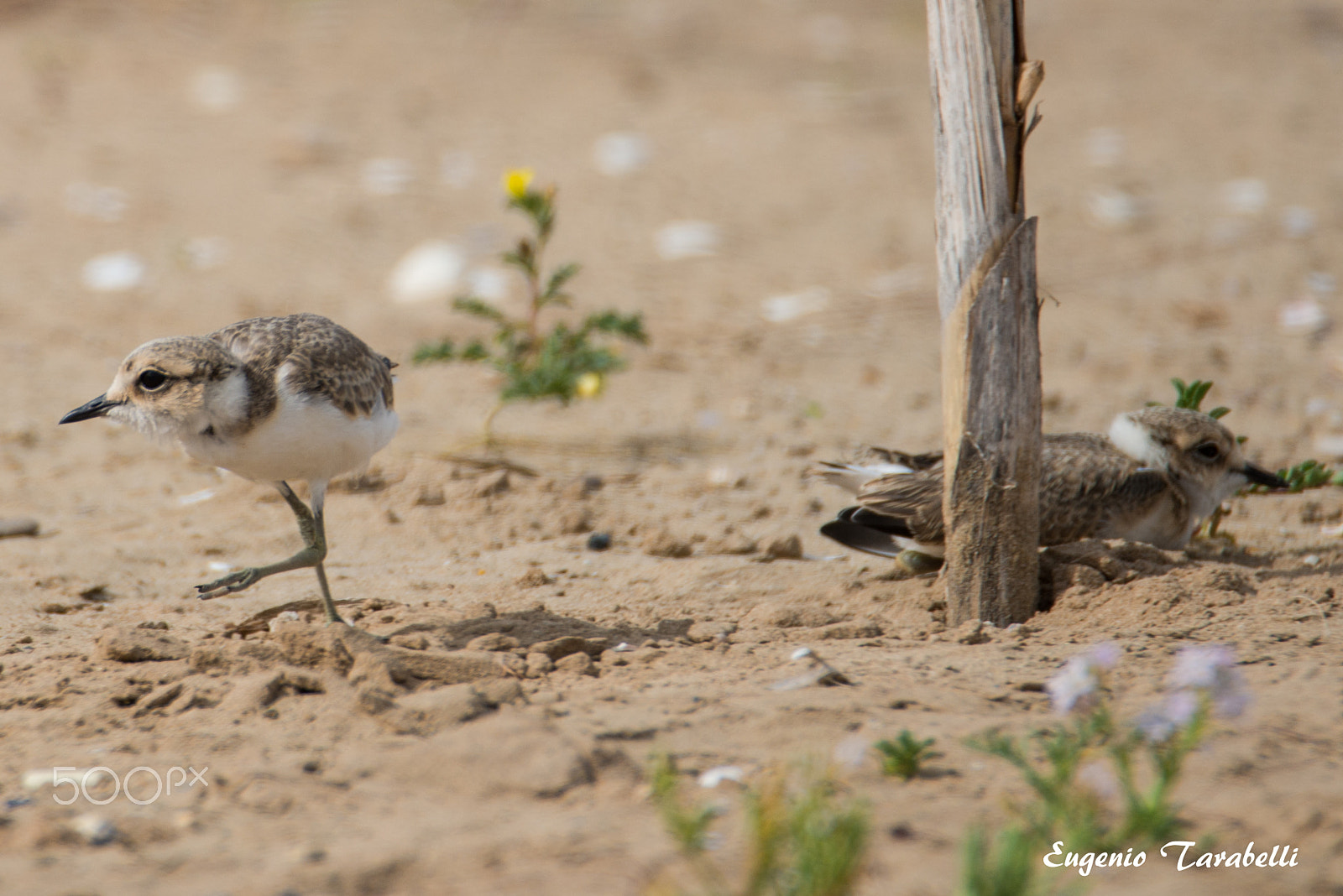 Nikon D800E sample photo. Fratino a vasto marina (ch) photography