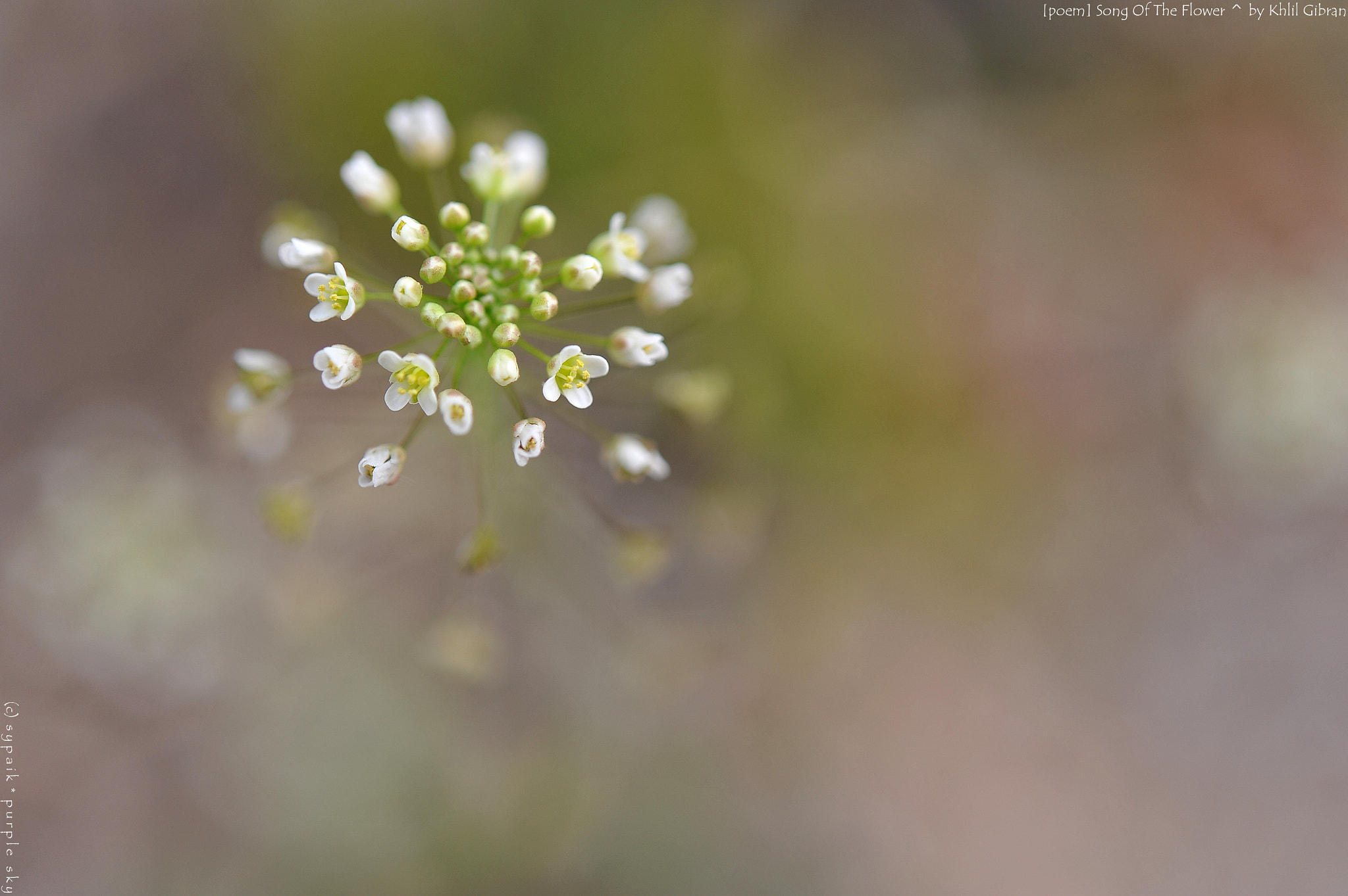 Nikon AF-S Micro-Nikkor 60mm F2.8G ED sample photo. Song of the flower iii photography
