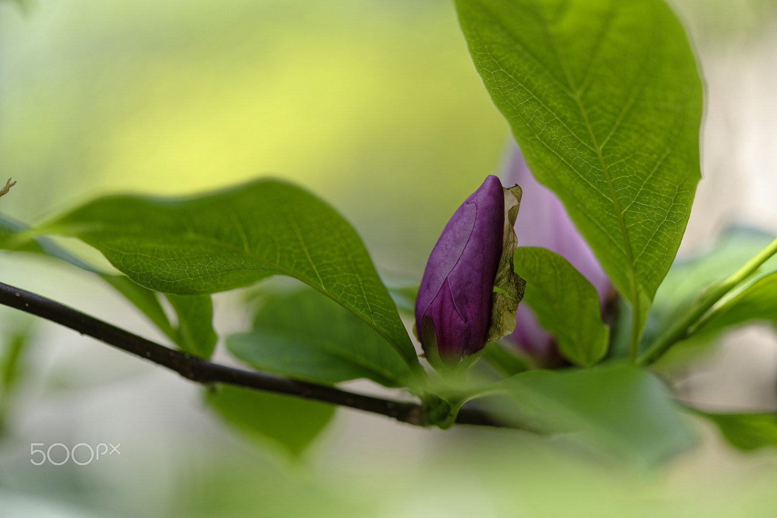 Nikon AF-S Micro-Nikkor 60mm F2.8G ED sample photo. Violet bud photography