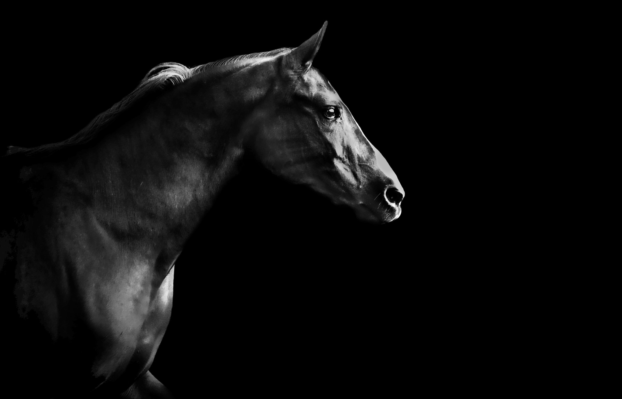 Sigma 18-35mm f/1.8 DC HSM sample photo. Dark horse photography