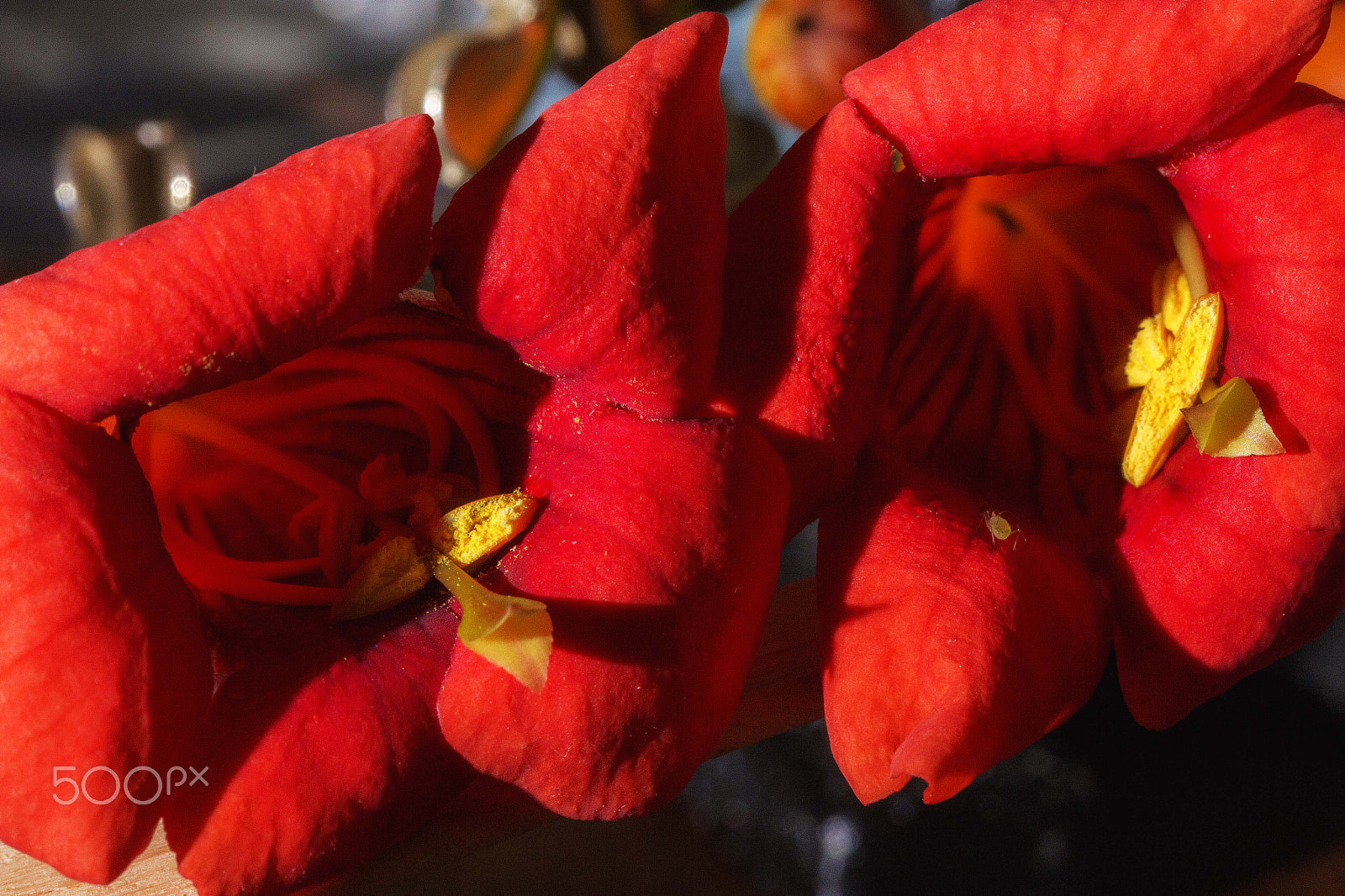 Tamron SP AF 60mm F2 Di II LD IF Macro sample photo. Fiori photography