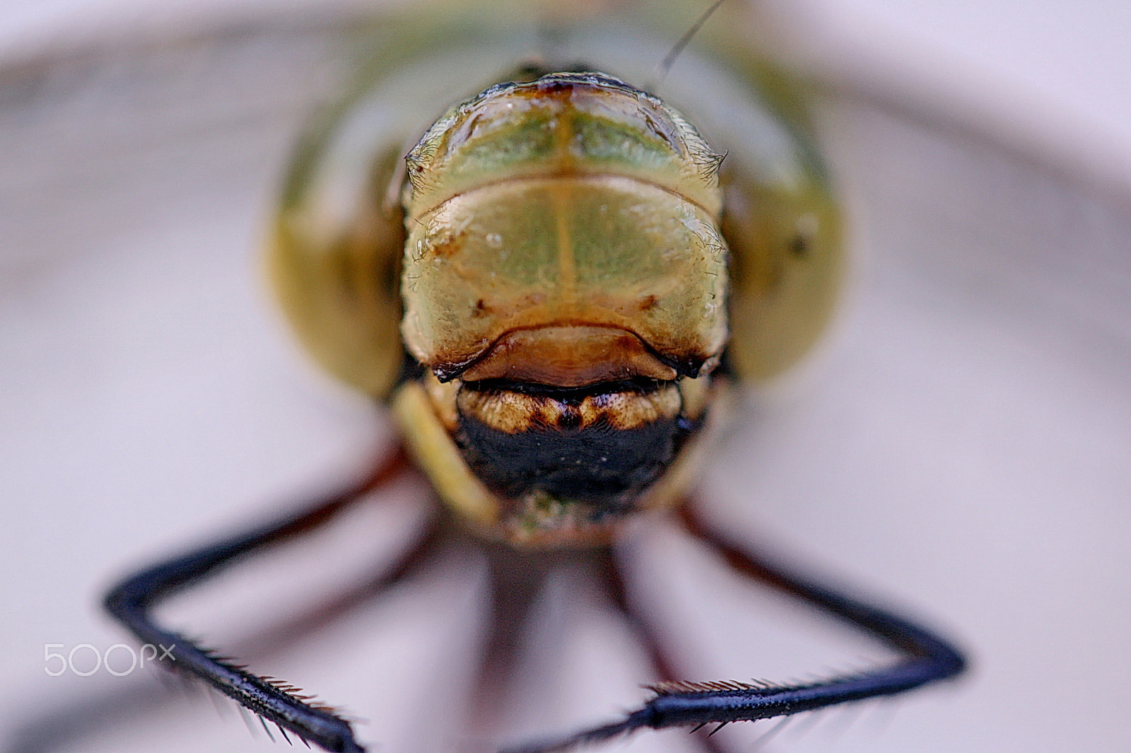 Canon EF-S 60mm F2.8 Macro USM sample photo. Dragonfly photography