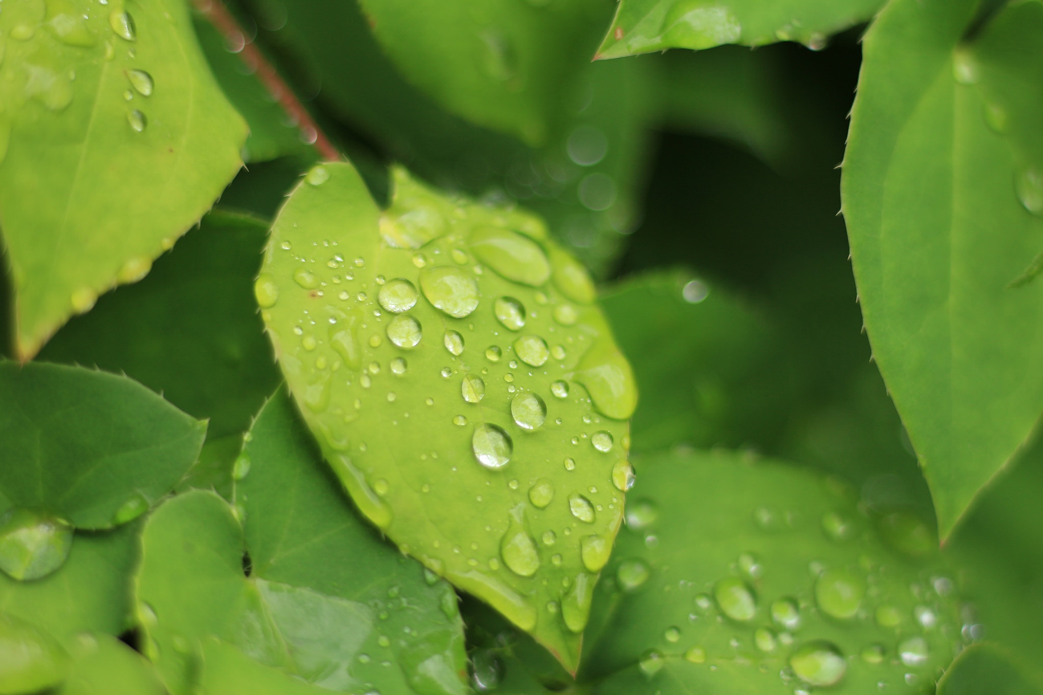 Canon EOS M + Canon EF 50mm F1.8 STM sample photo. Leaves photography
