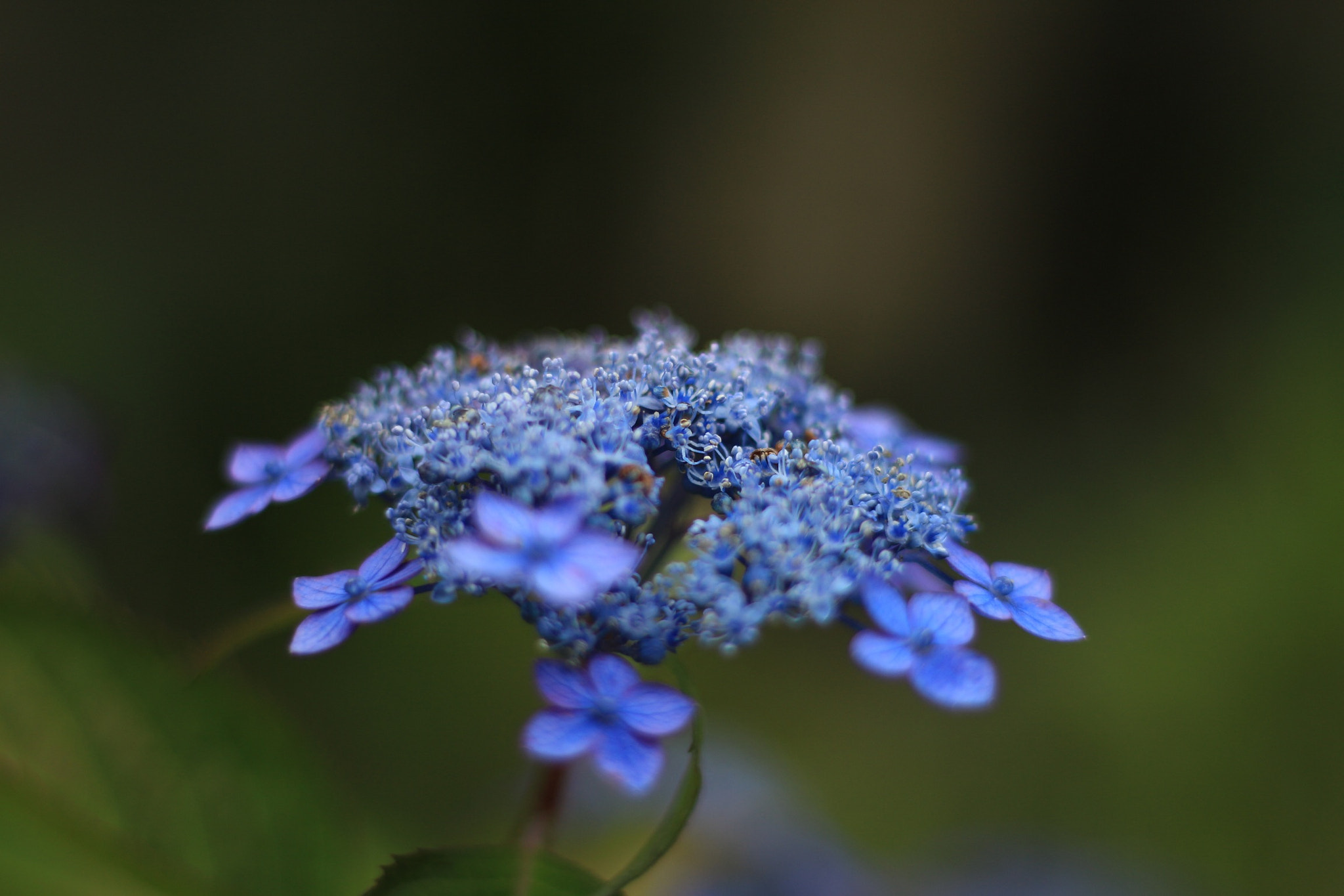 Canon EOS M + Canon EF 50mm F1.8 STM sample photo. Flowers photography