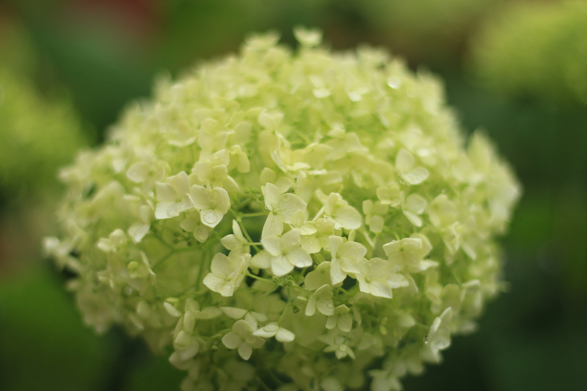Canon EOS M + Canon EF 50mm F1.8 STM sample photo. Flowers photography