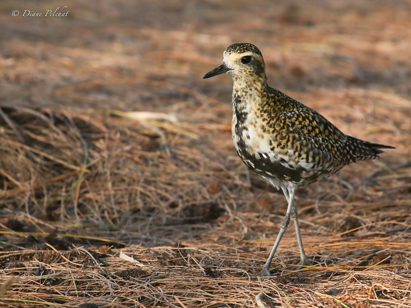 Canon EF 100-400mm F4.5-5.6L IS II USM sample photo. Pacific golden-plover photography