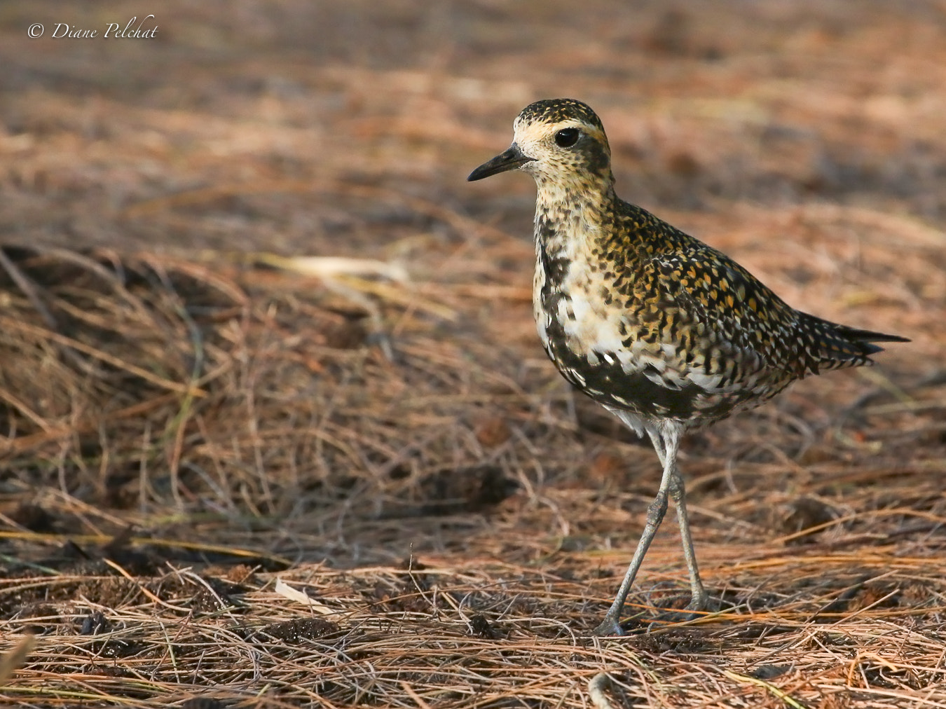 Canon EOS 7D Mark II sample photo. Pacific golden-plover photography