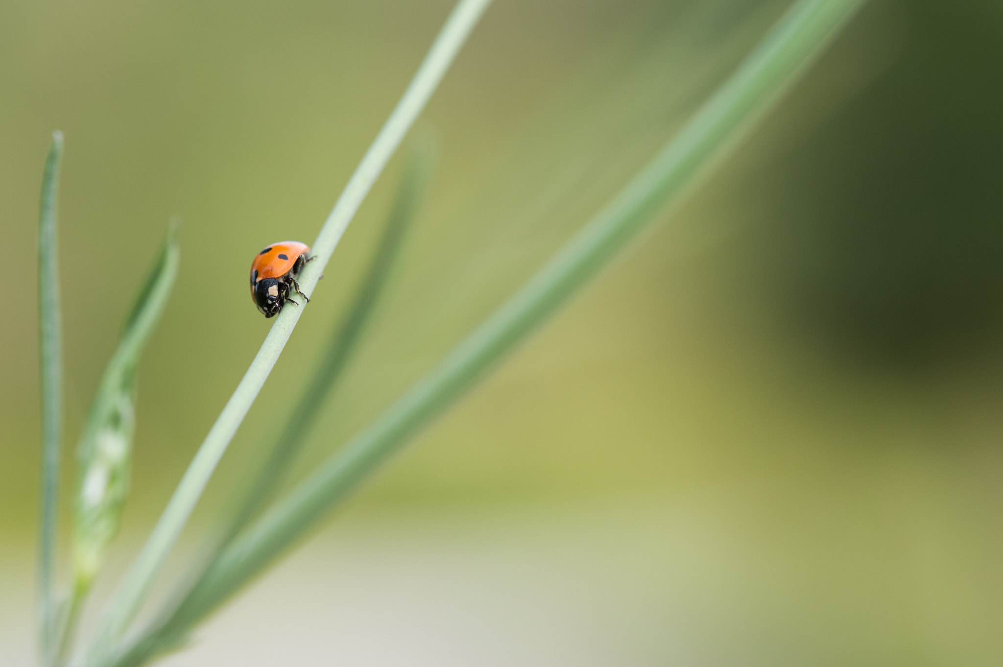 Sigma 105mm F2.8 EX DG OS HSM sample photo. Harmonia axyridis photography