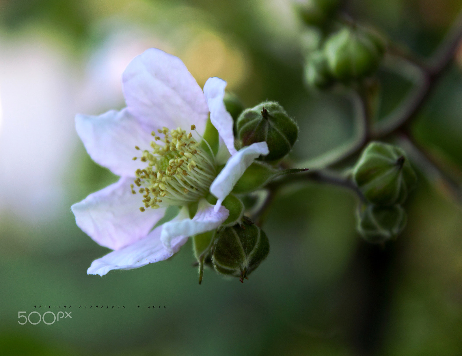 Canon EF-S 18-55mm F3.5-5.6 IS sample photo. Rubus fruticosus... photography