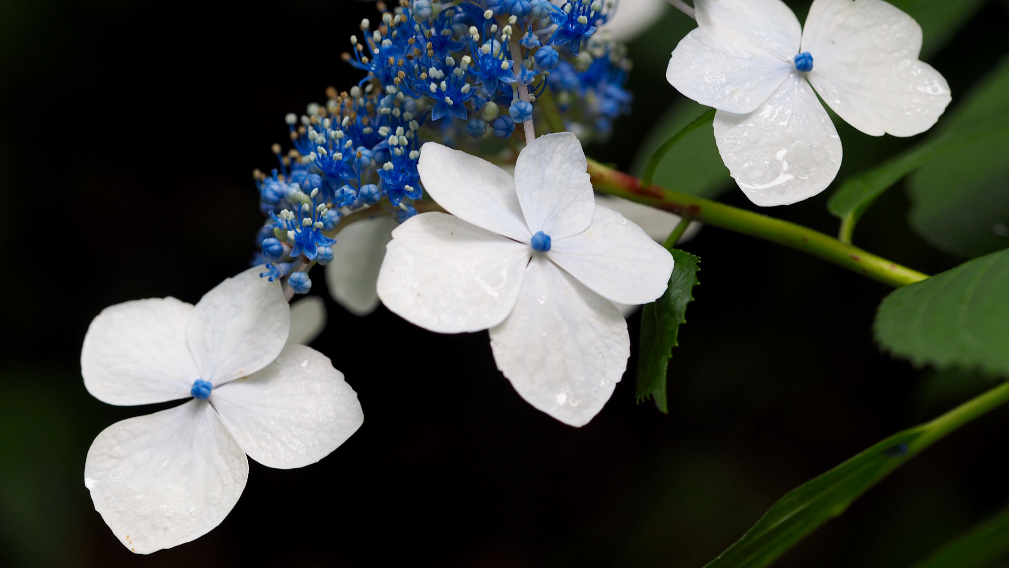 Olympus PEN E-PL7 sample photo. Lacecap hydrangea photography