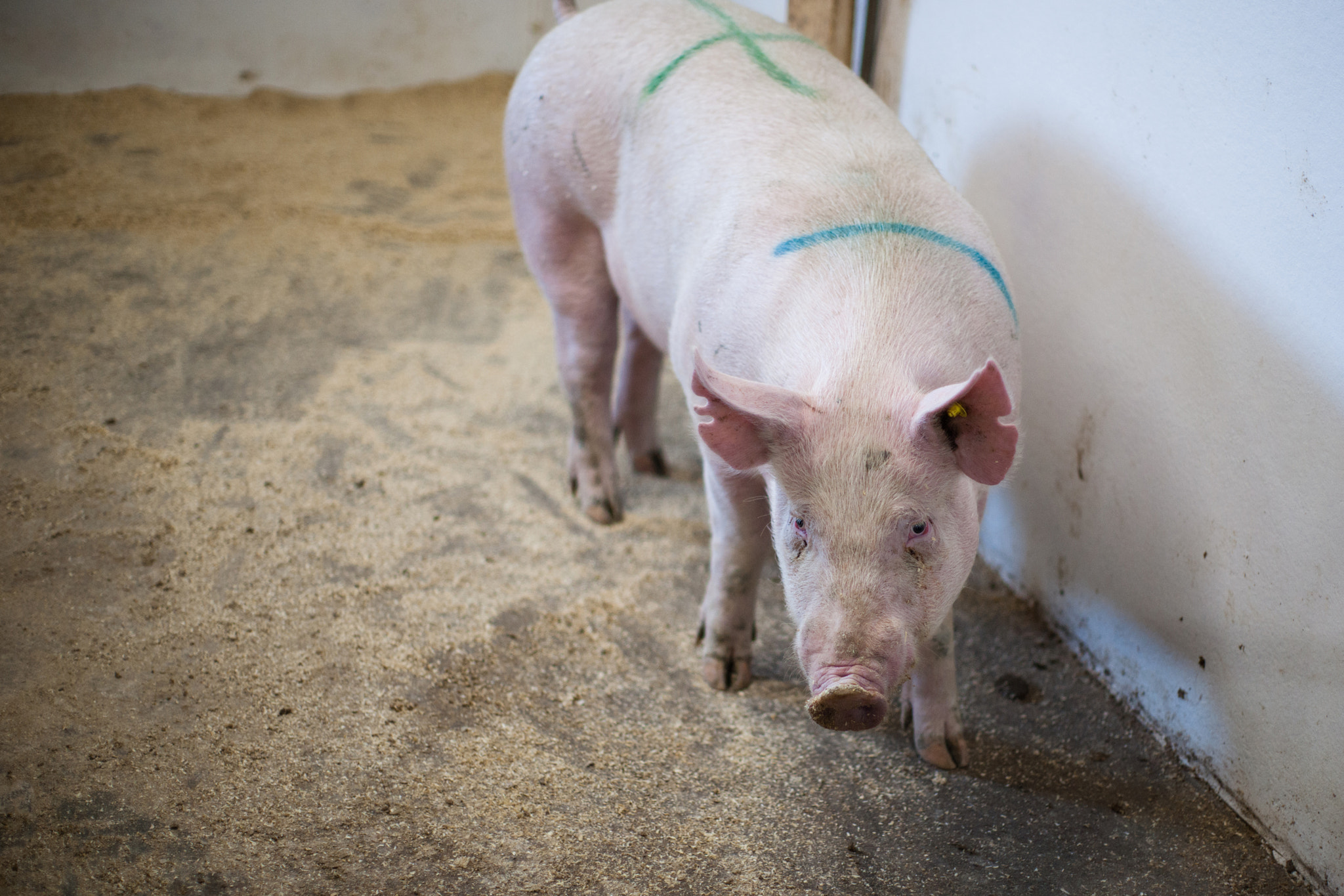 Sony Alpha DSLR-A900 sample photo. Pig standing in a stable photography