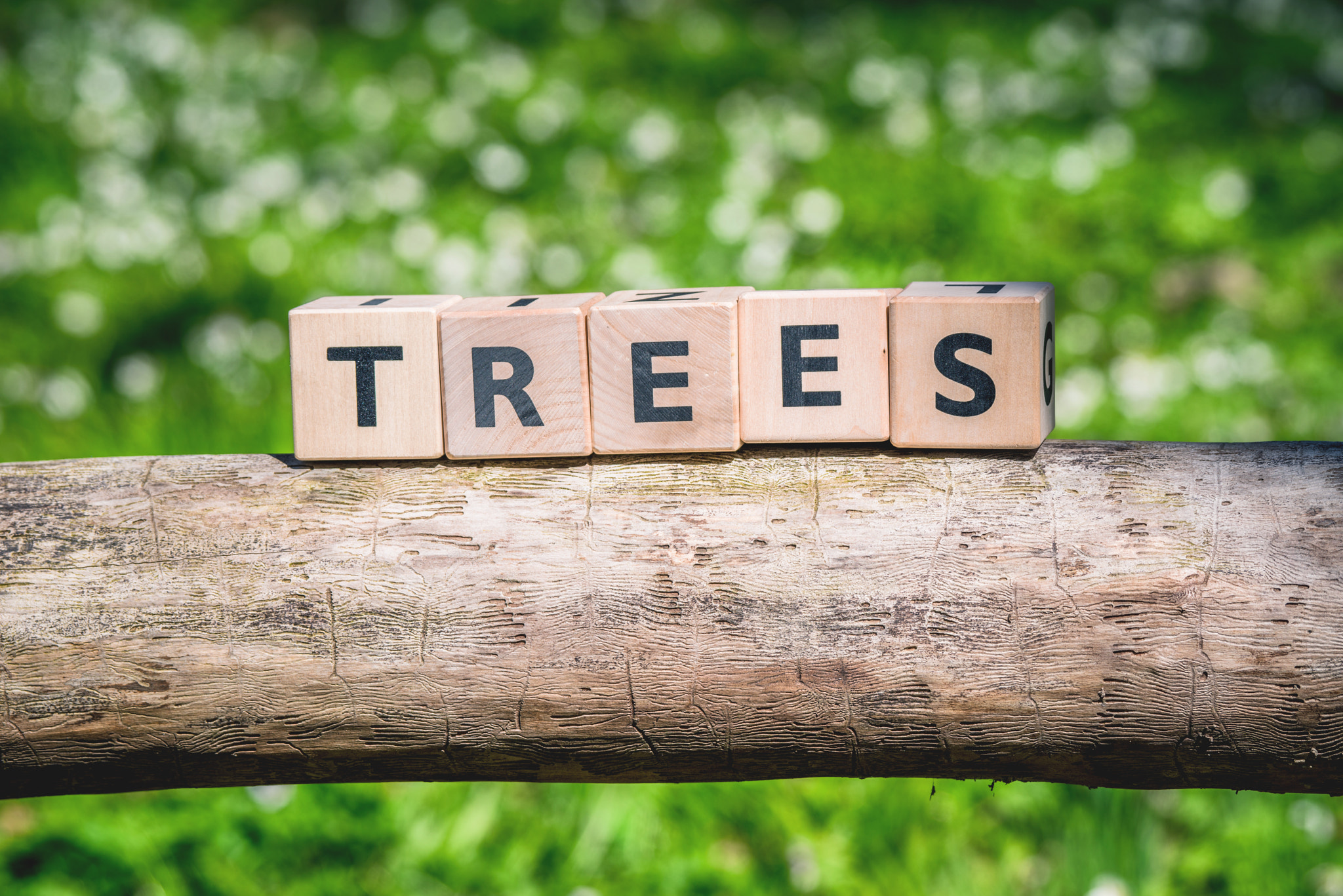 Sony 70-400mm F4-5.6 G SSM II sample photo. Wooden log with a tree sign photography