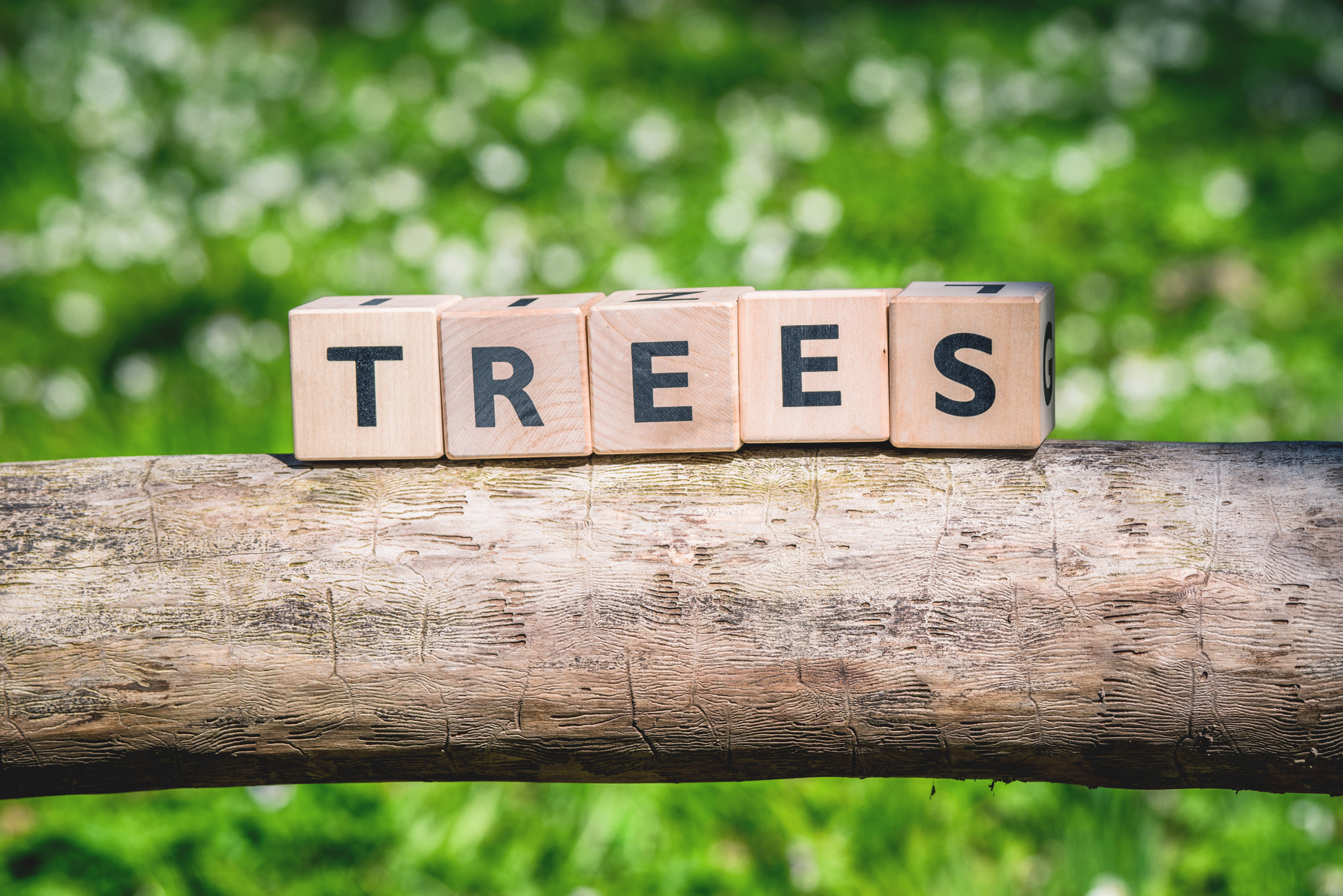 Sony a7R + Sony 70-400mm F4-5.6 G SSM II sample photo. Wooden log with a tree sign photography